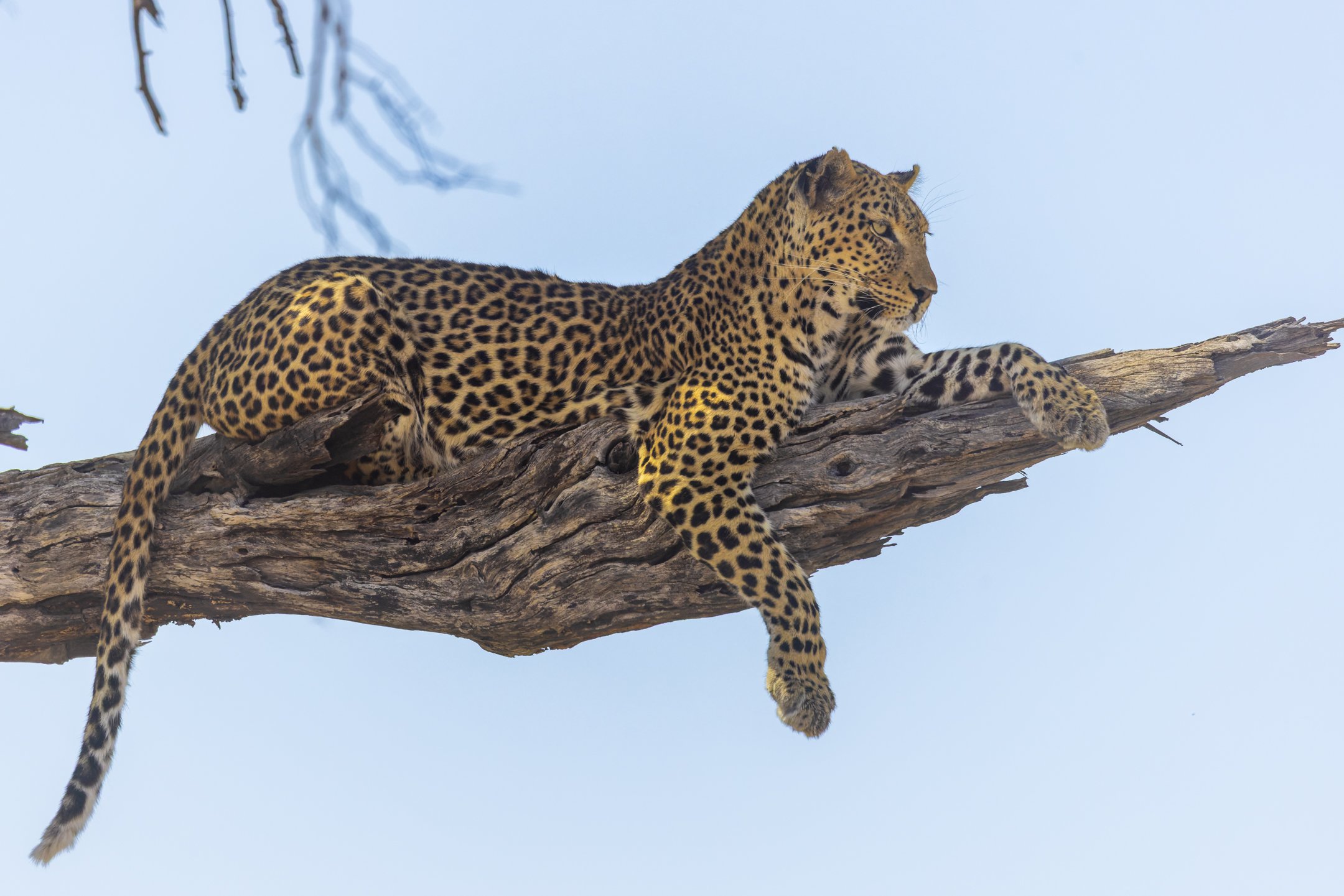 Leopard, Khwai, Botswana 