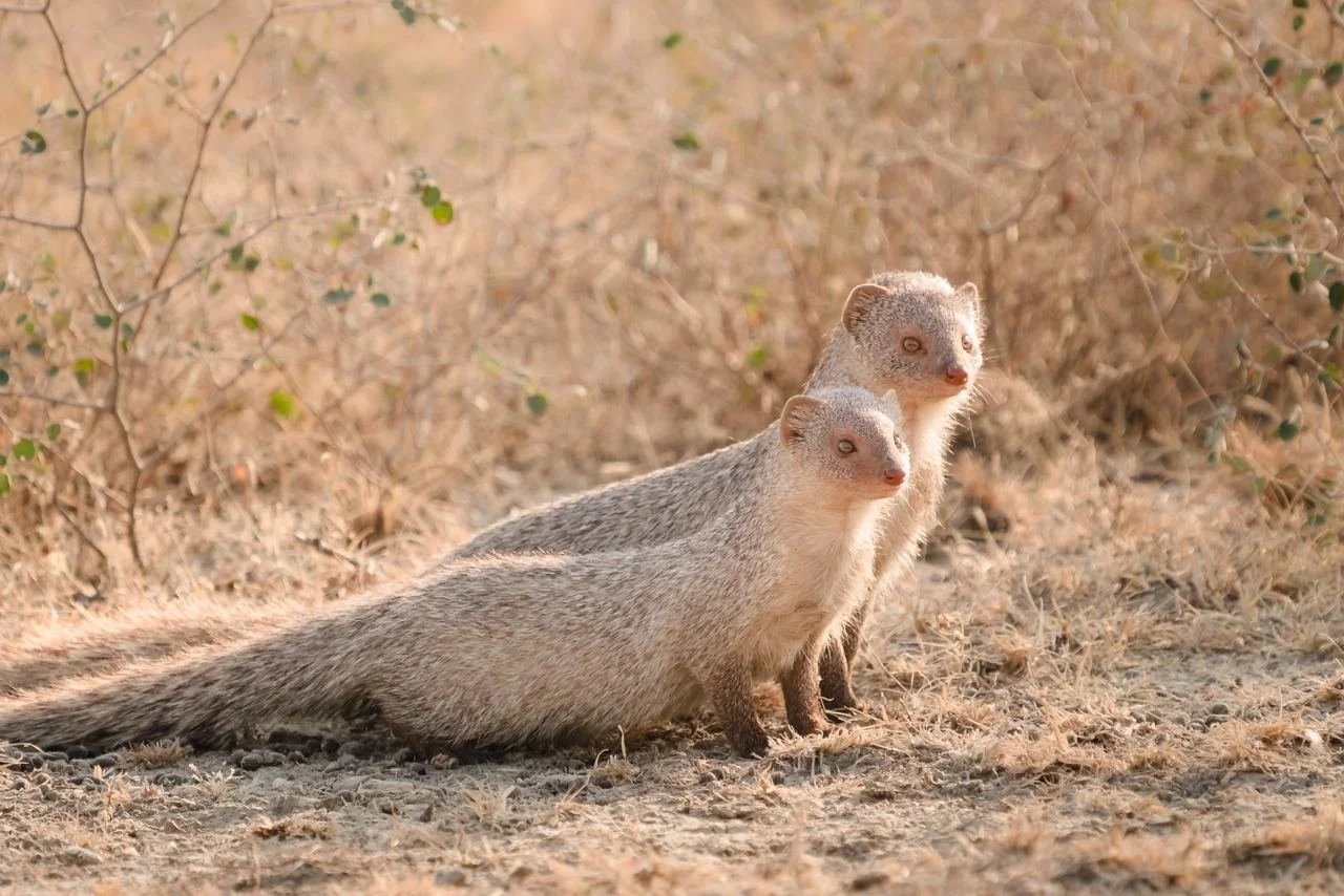 Grey mongoose