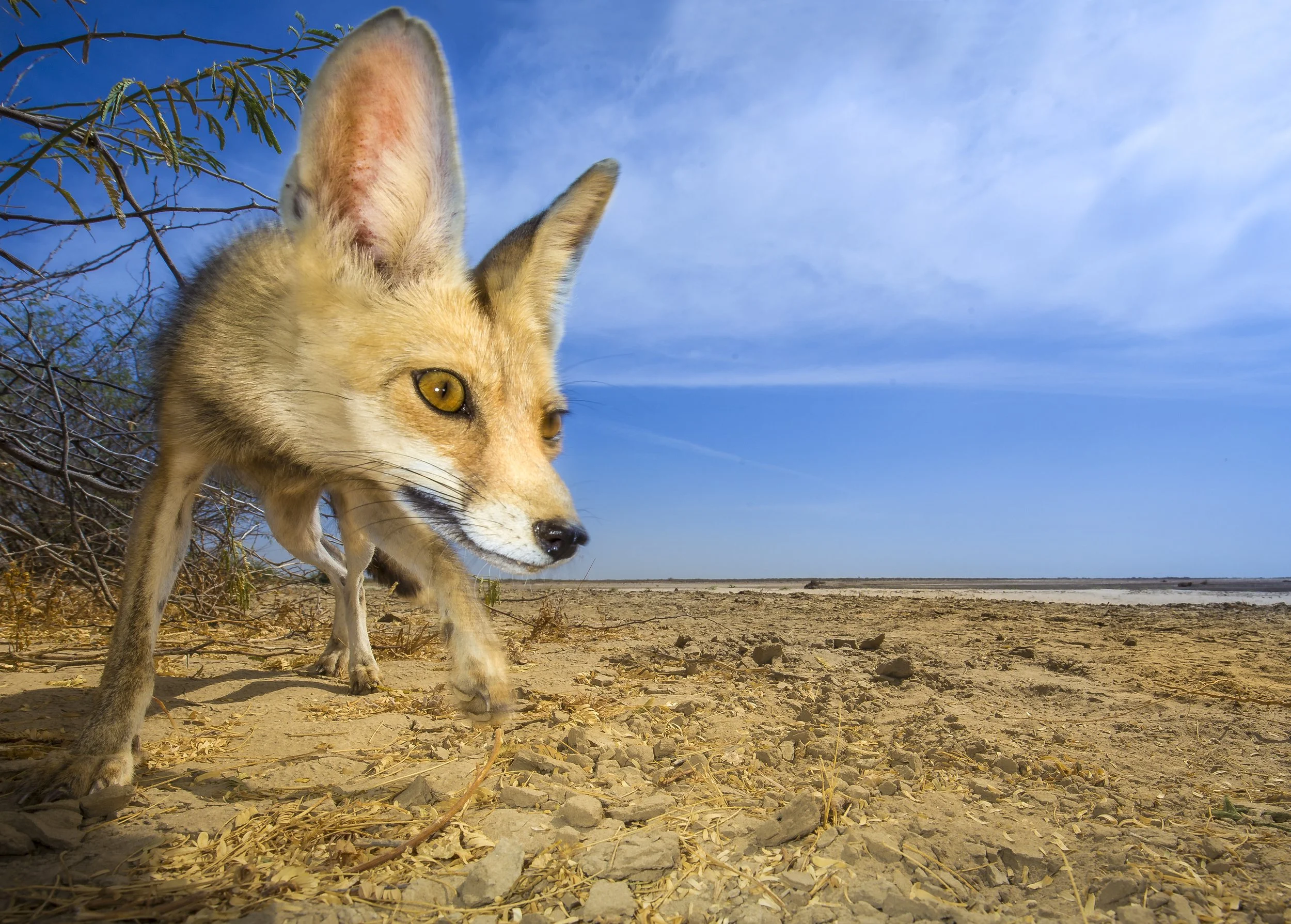 Desert Fox, Rann of Kutch, India 