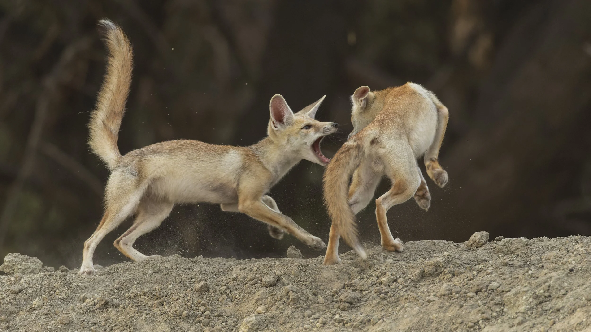 Desert fox pups playing