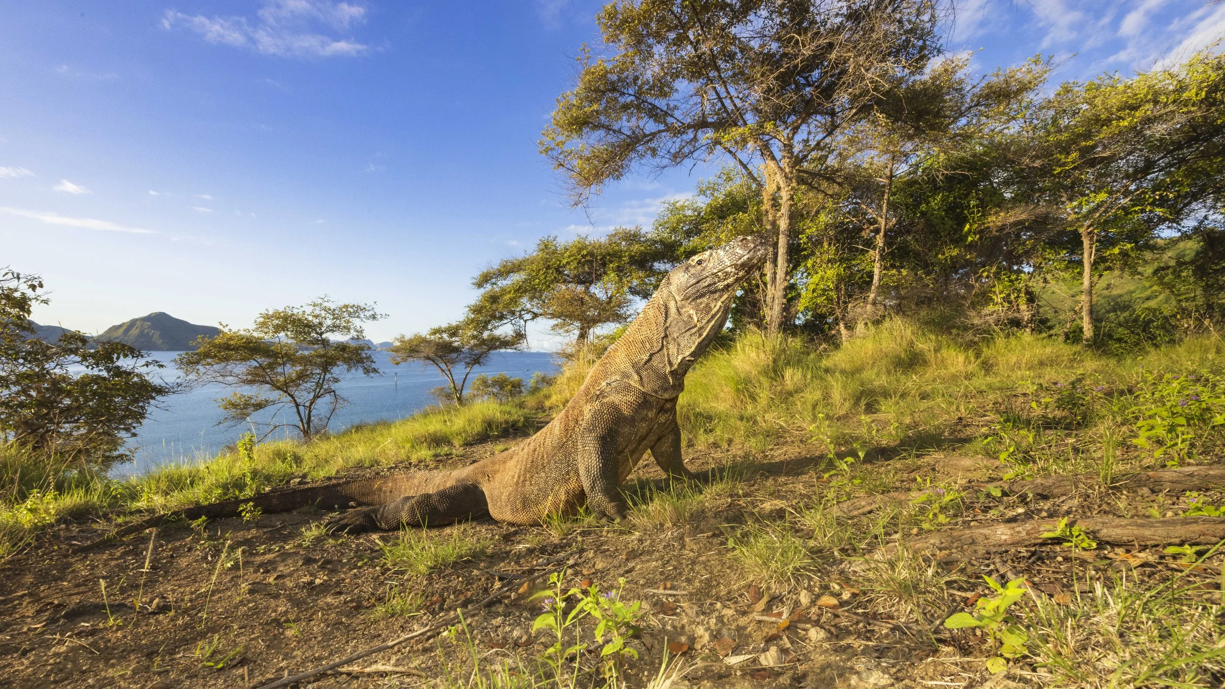 Komodo dragon, Komodo Island, Indonesia