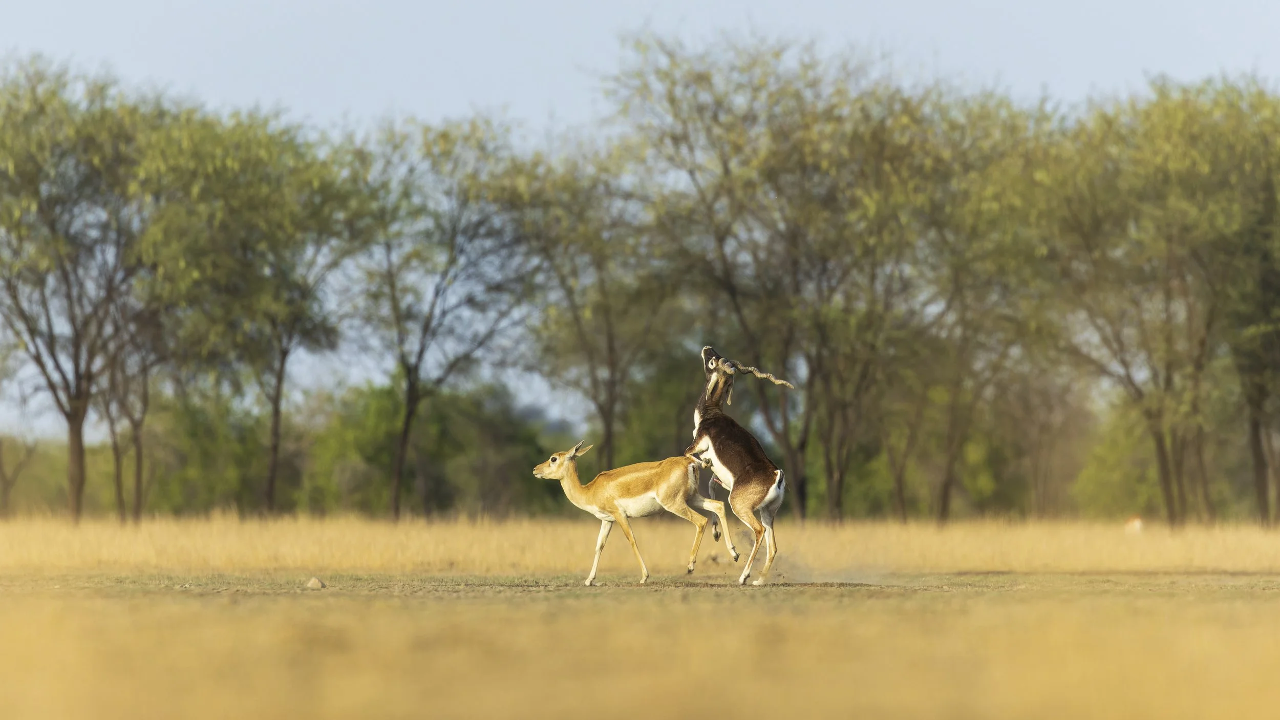 Blackbucks mating