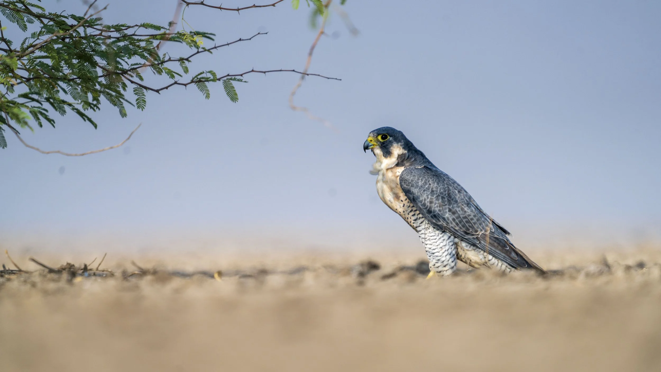Peregrine falcon