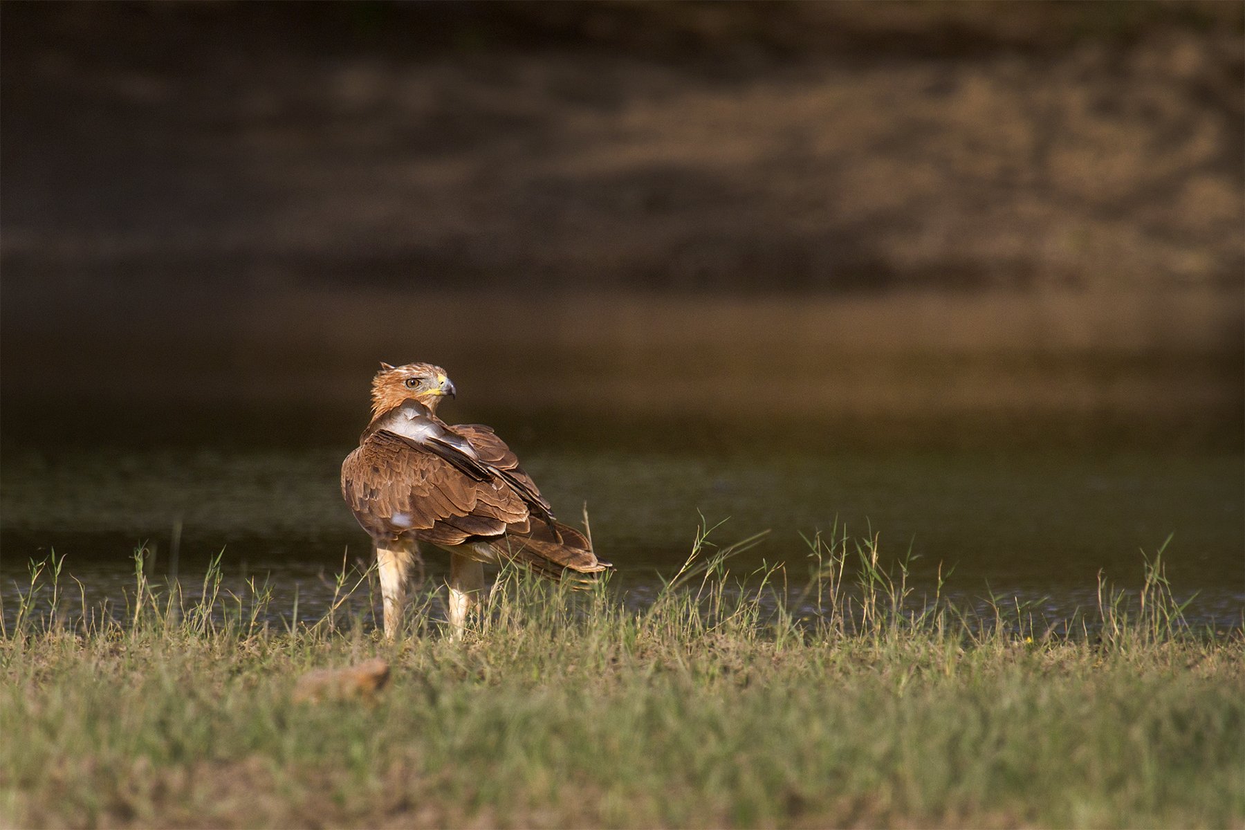 Booted eagle