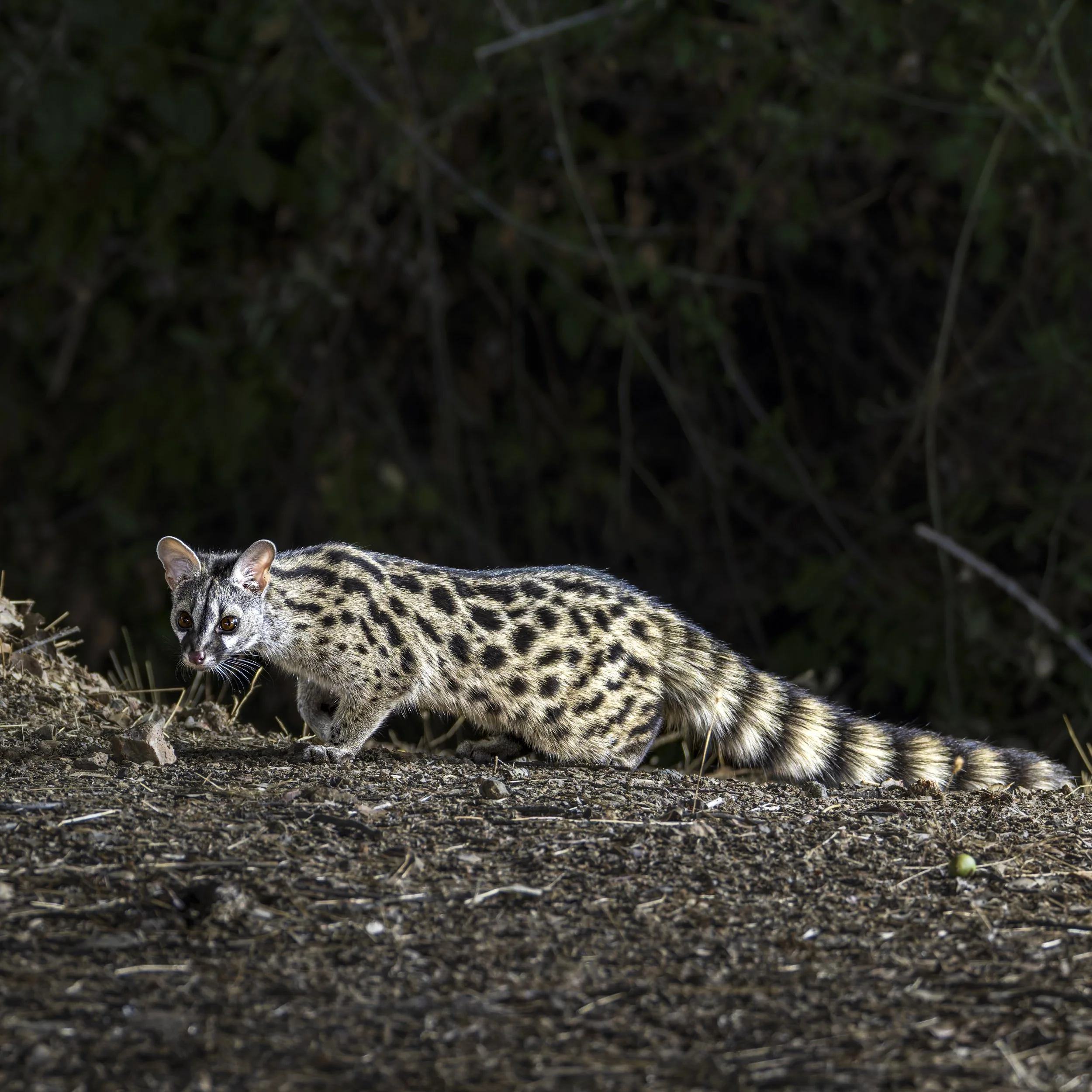 Genet
