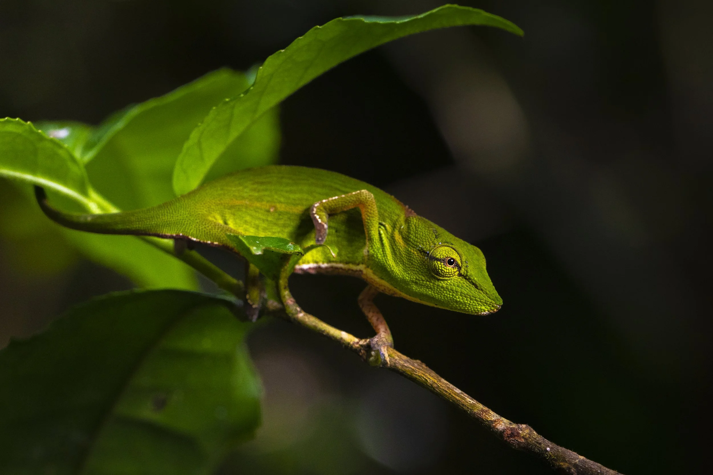 Perinet striped chameleon (Calumma gastrotaenia)