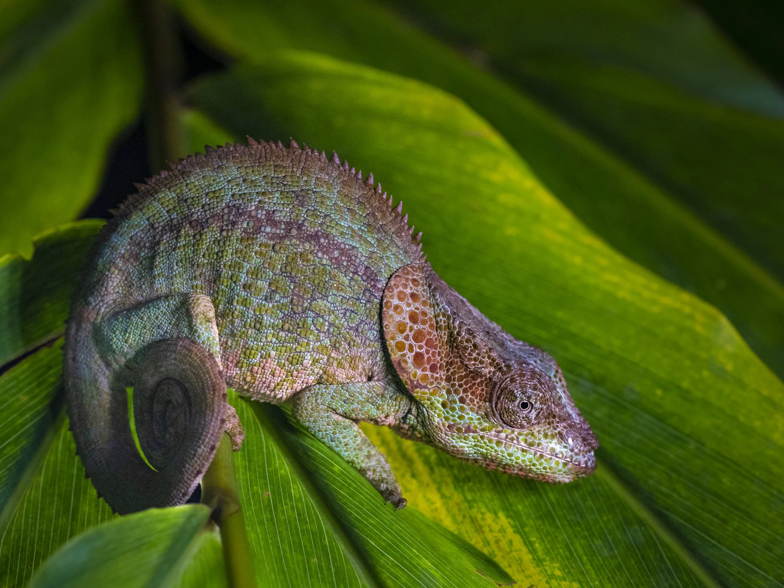 Short-horned chameleon (Calumma brevicorne)