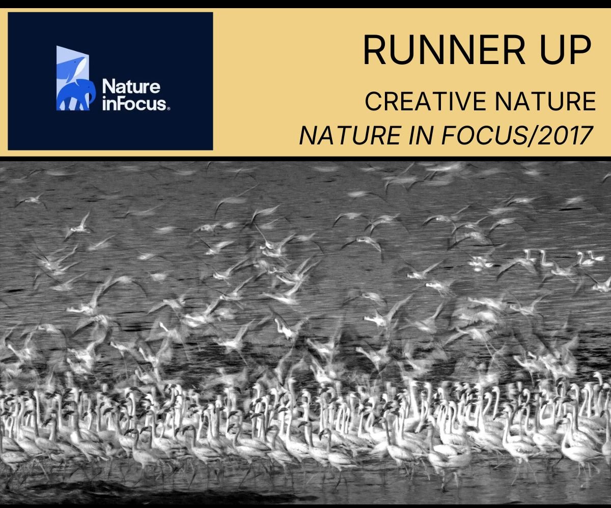 NIF Runner up new (2).jpg