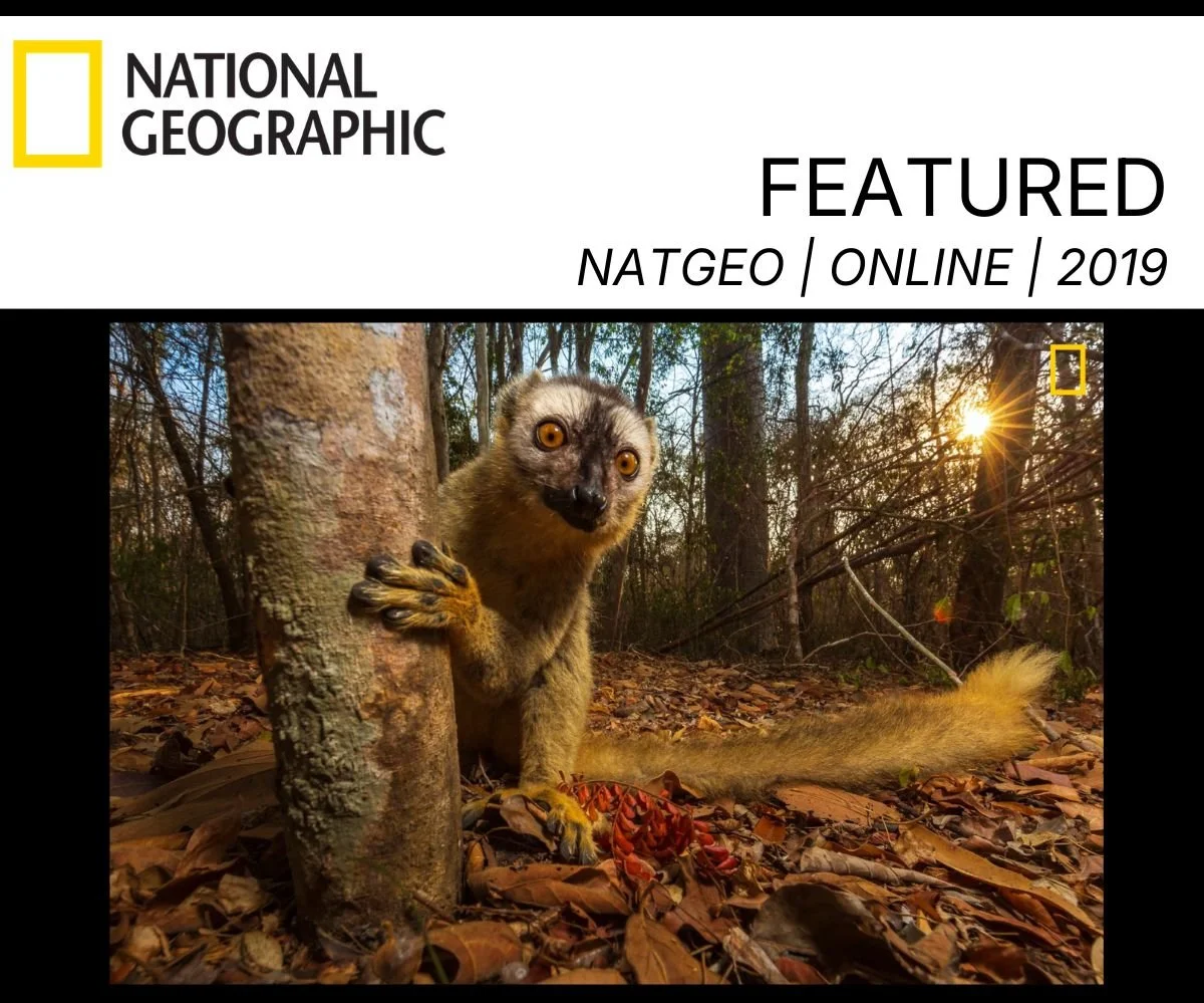 lemur Nato Geo Photo Feature (2).jpg