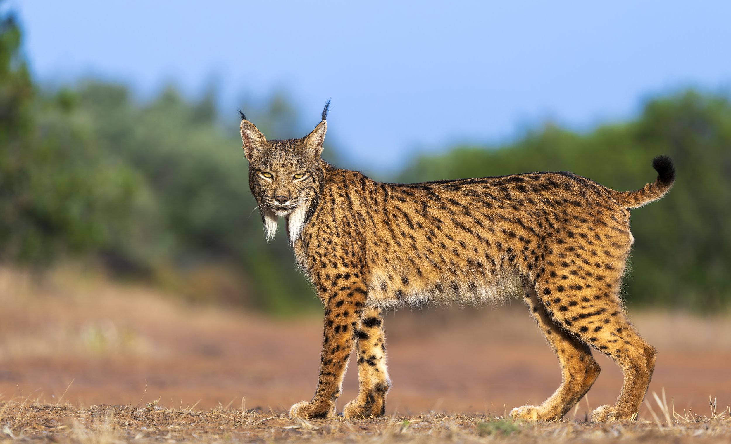 Iberian lynx, Spain, Iberia
