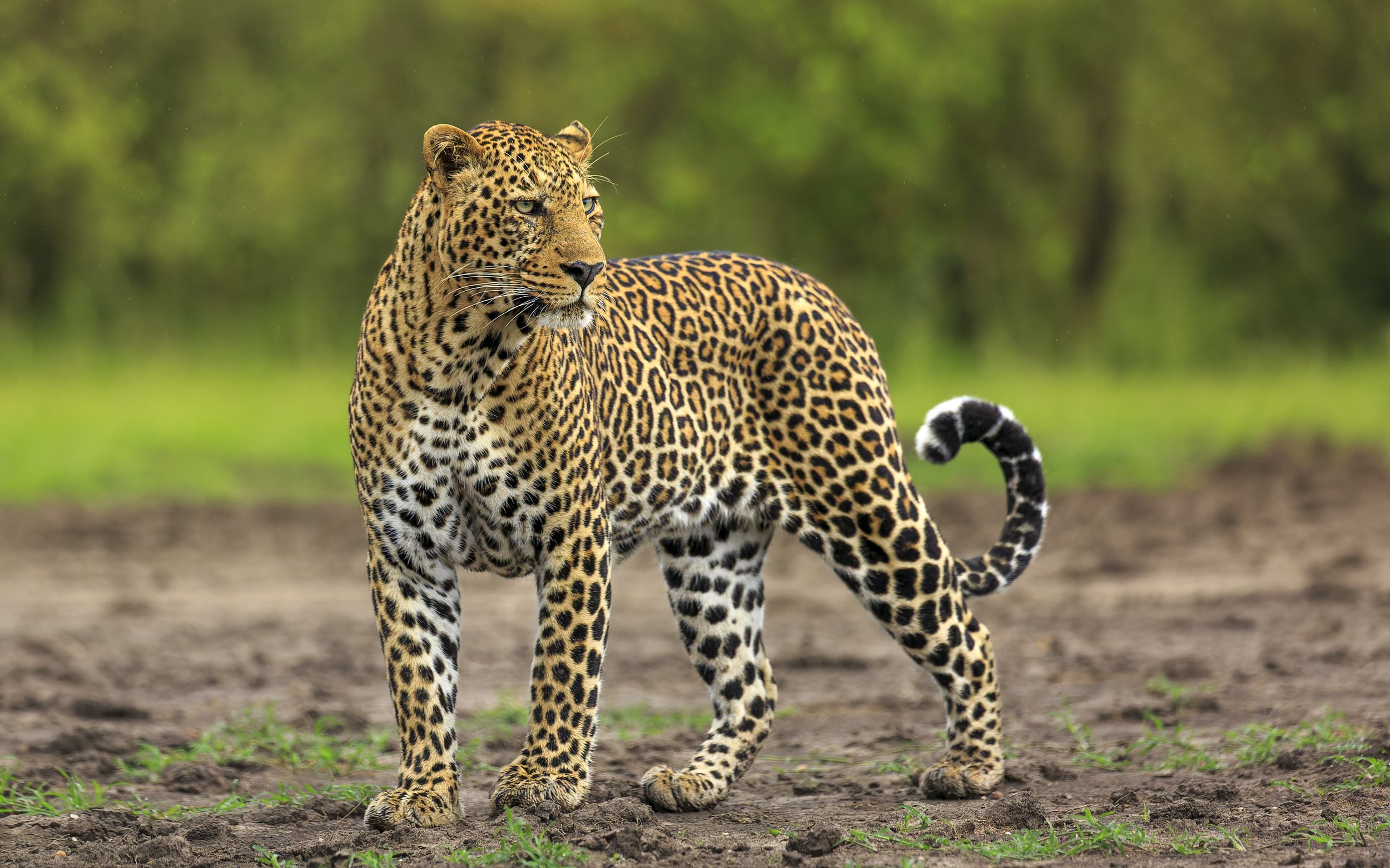 Leopard, Masai Mara, Kenya