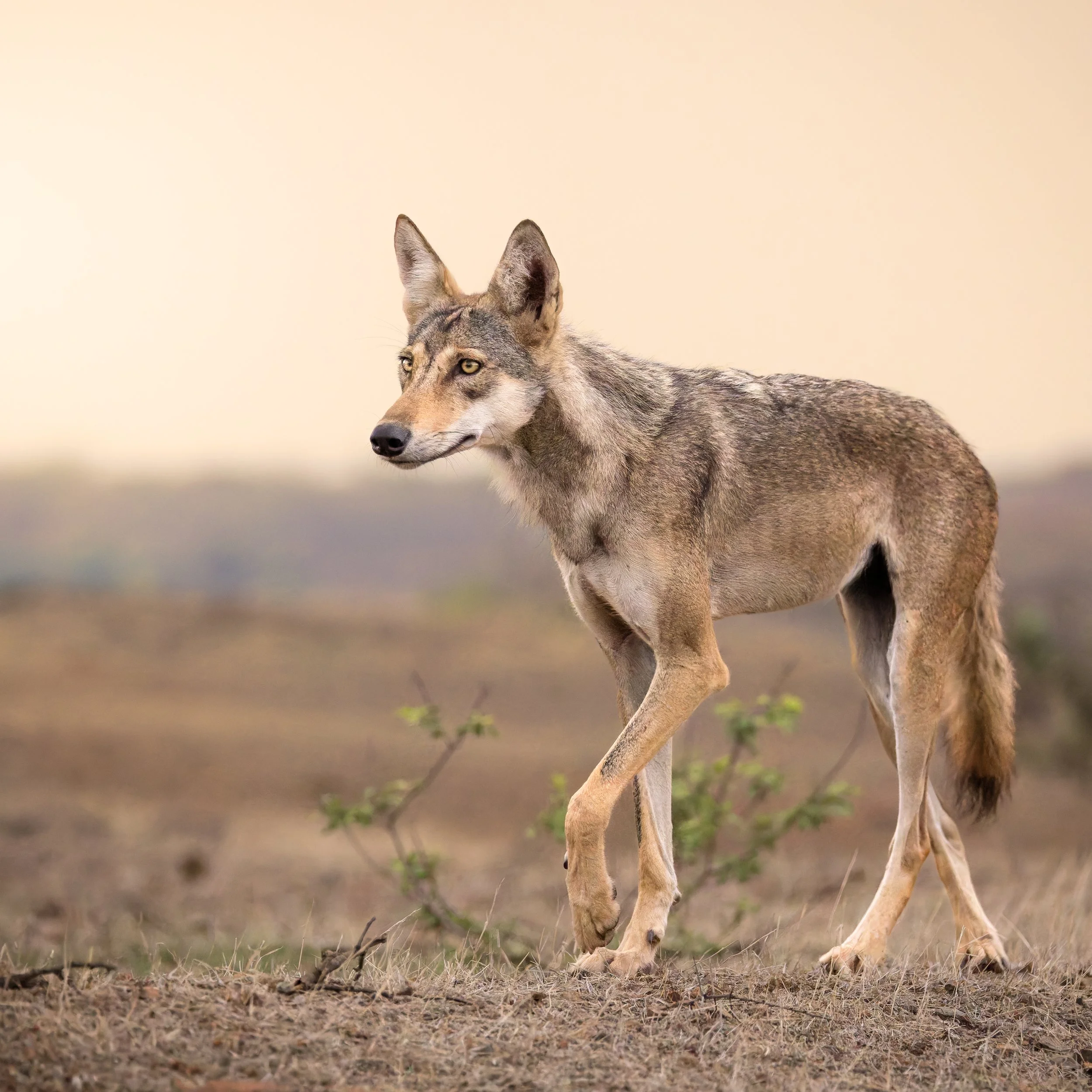 Alpha male on the prowl.jpg