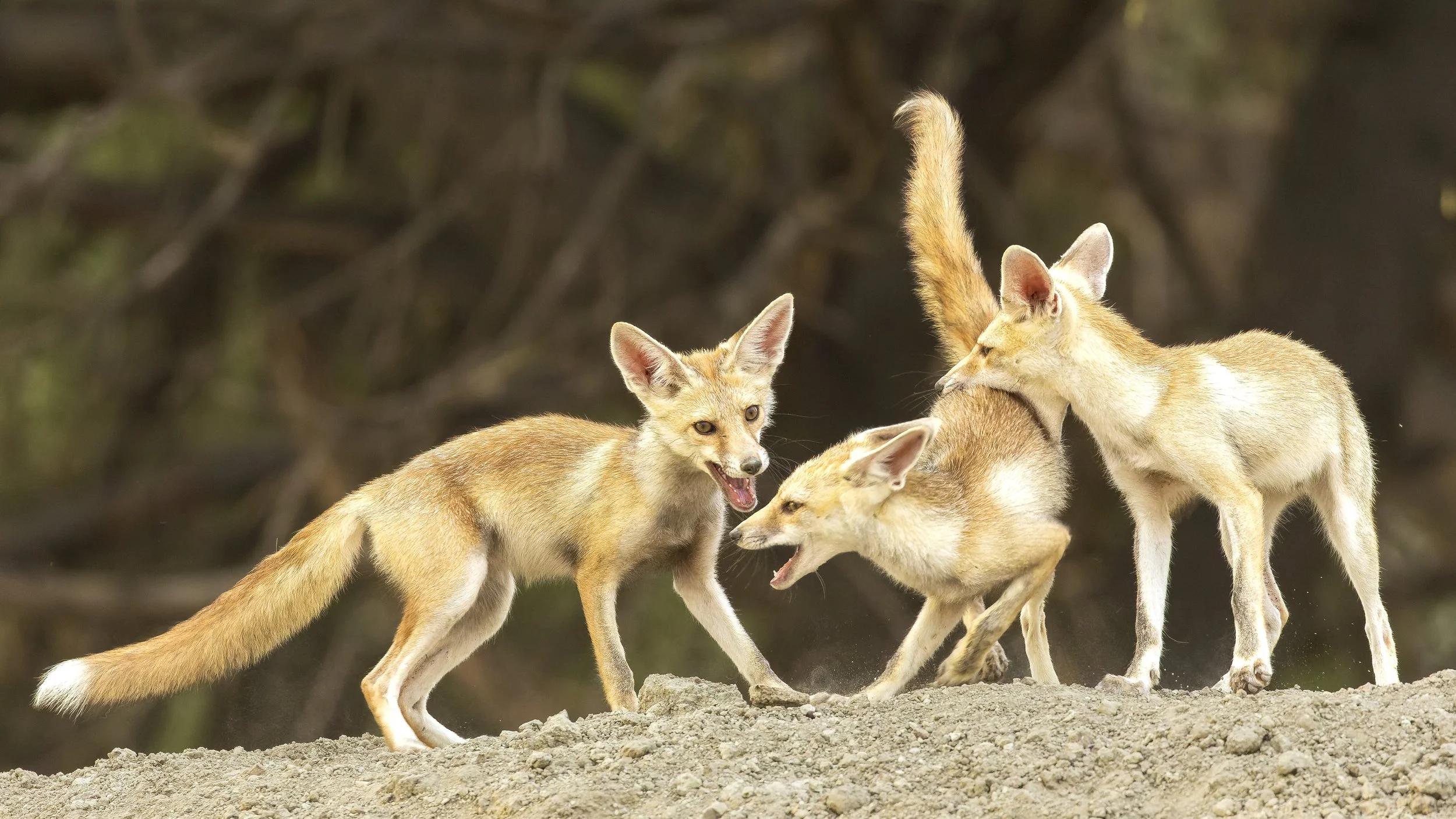 Desert fox pups playing