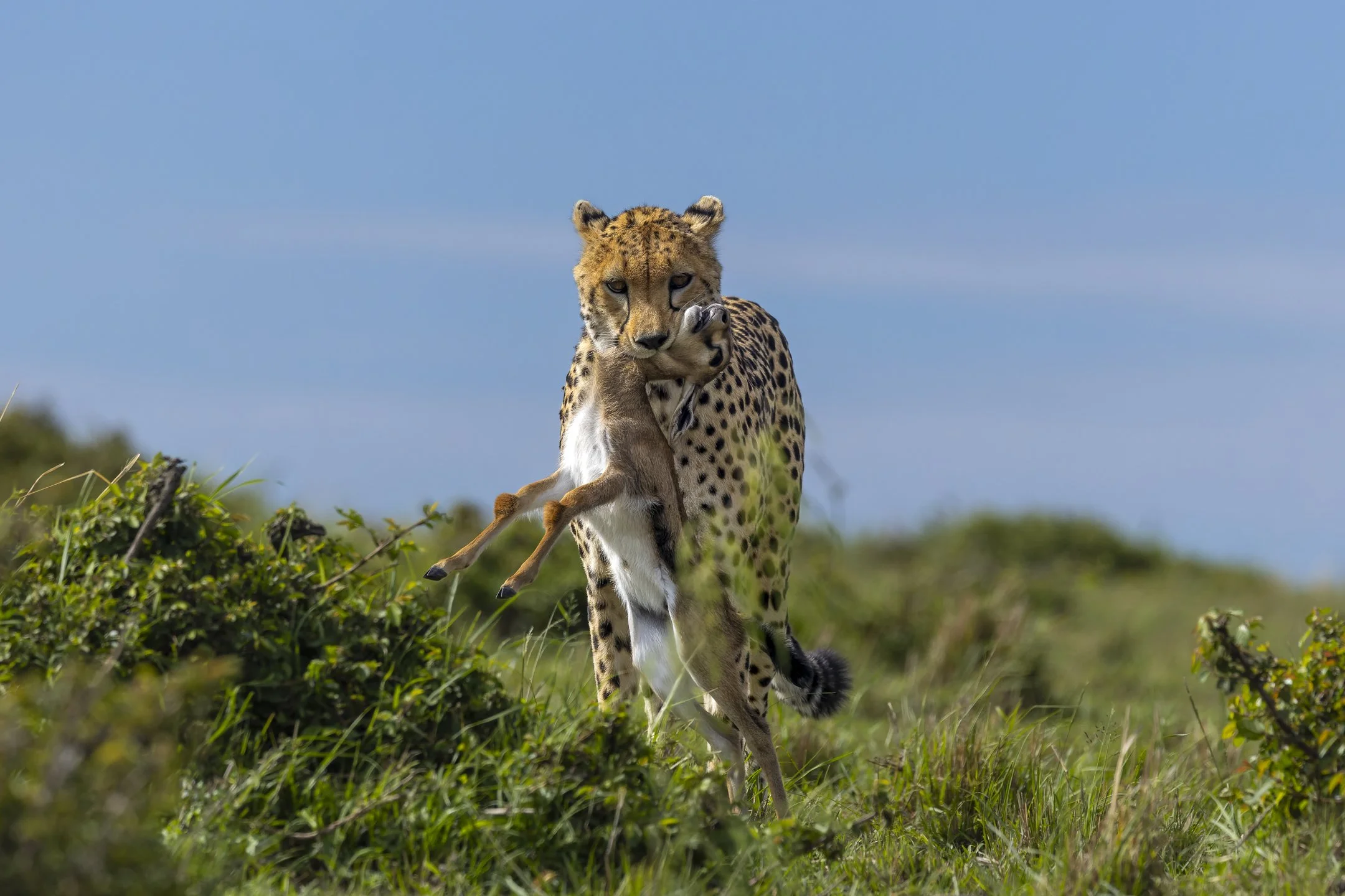 Cheetah with a Thomson's gazelle, Masai Mara, Kenya 