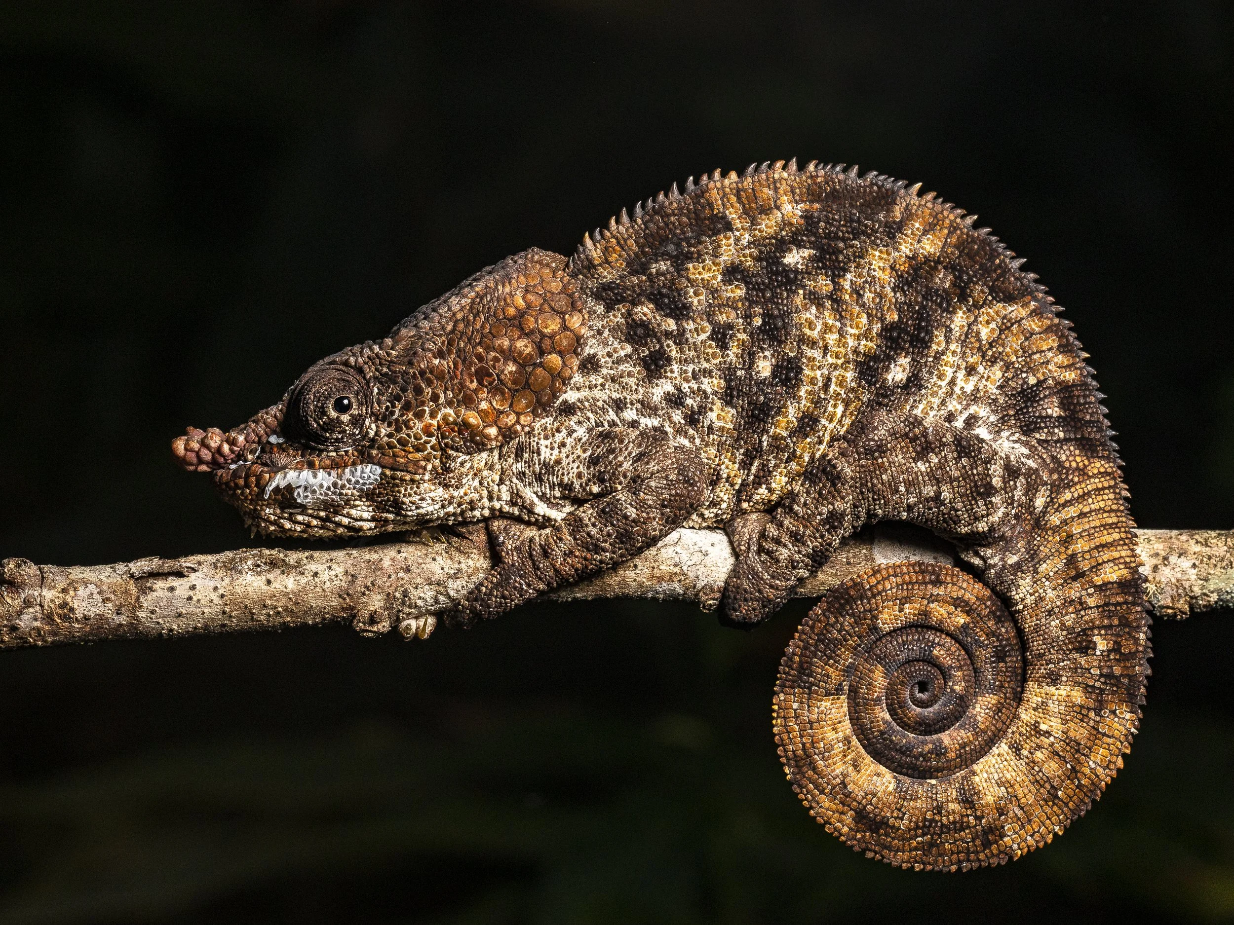 Short-horned chameleon (Calumma brevicorne)