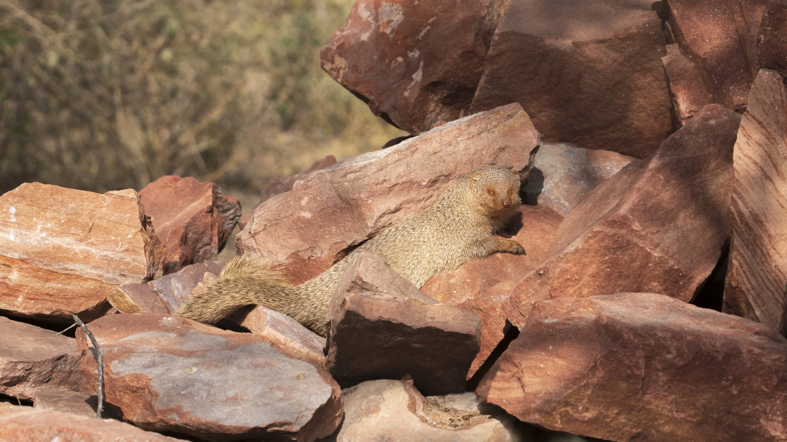 Indian grey mongoose