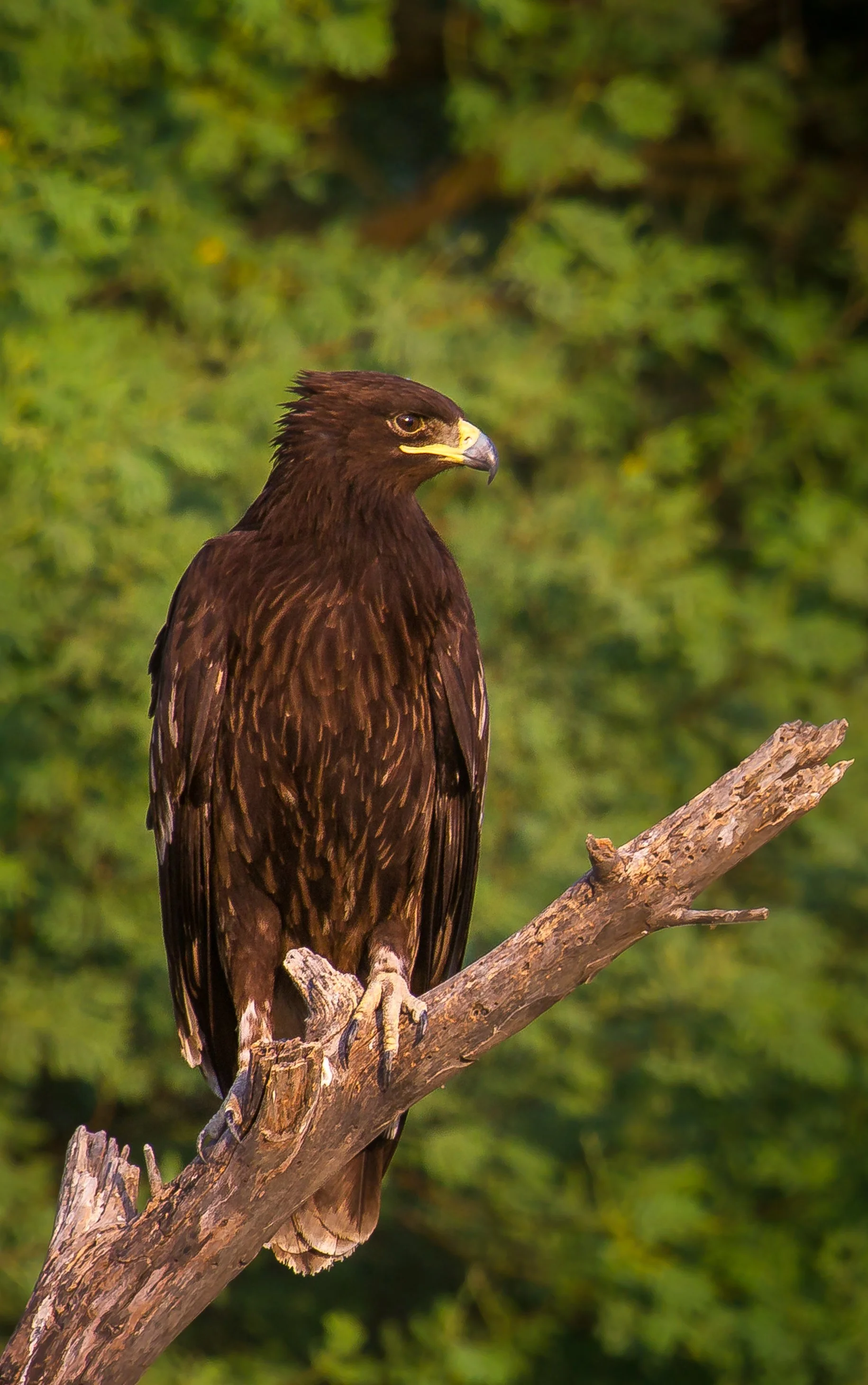 Greater Spotted Eagle