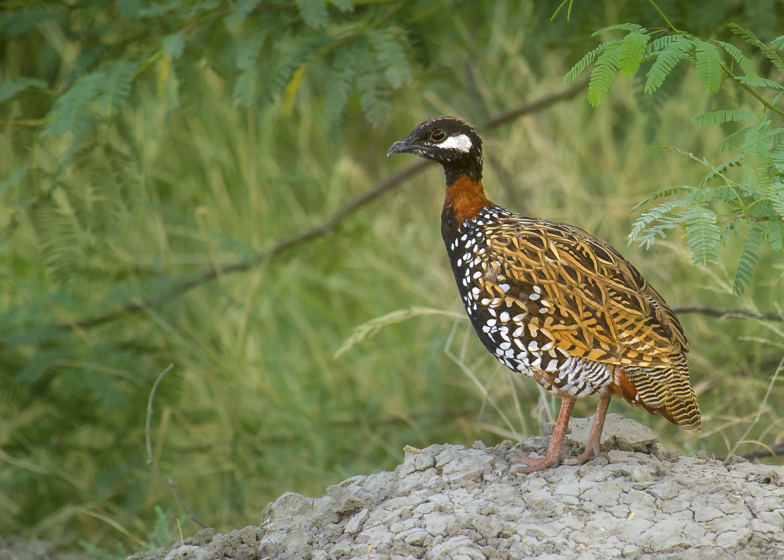 Black francolin