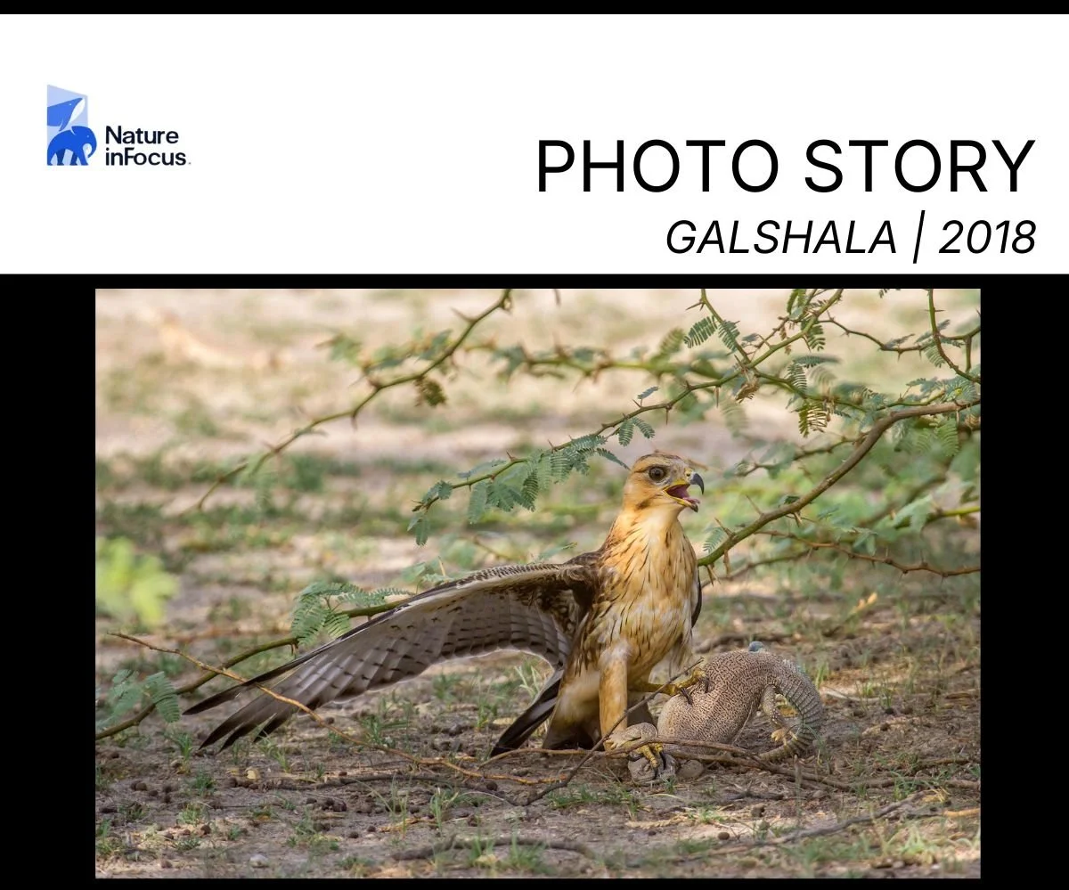 Copy of Copy of NIF Desert Fox (1) copy.jpg