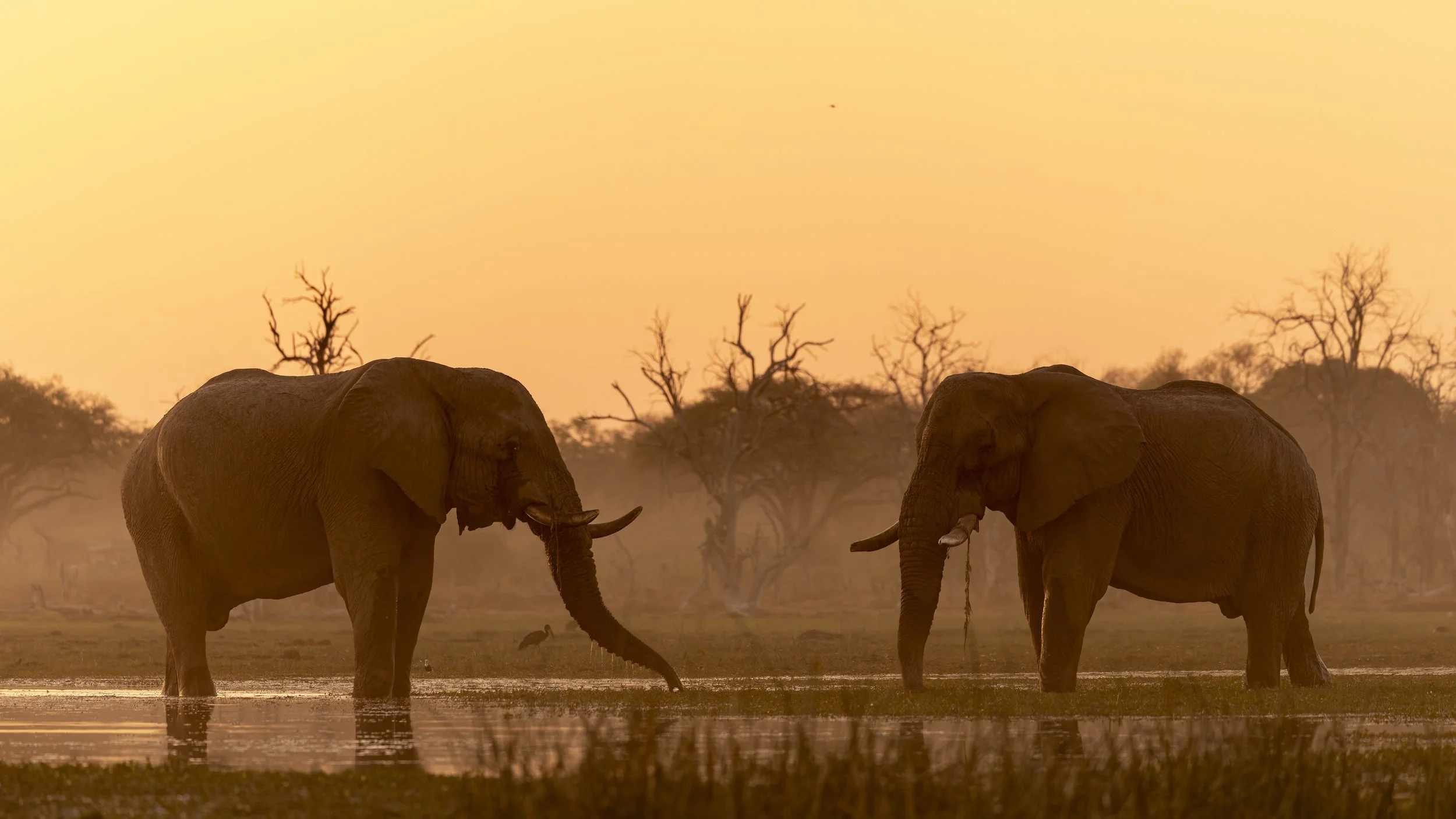 Elephants, Khwai, Botswana