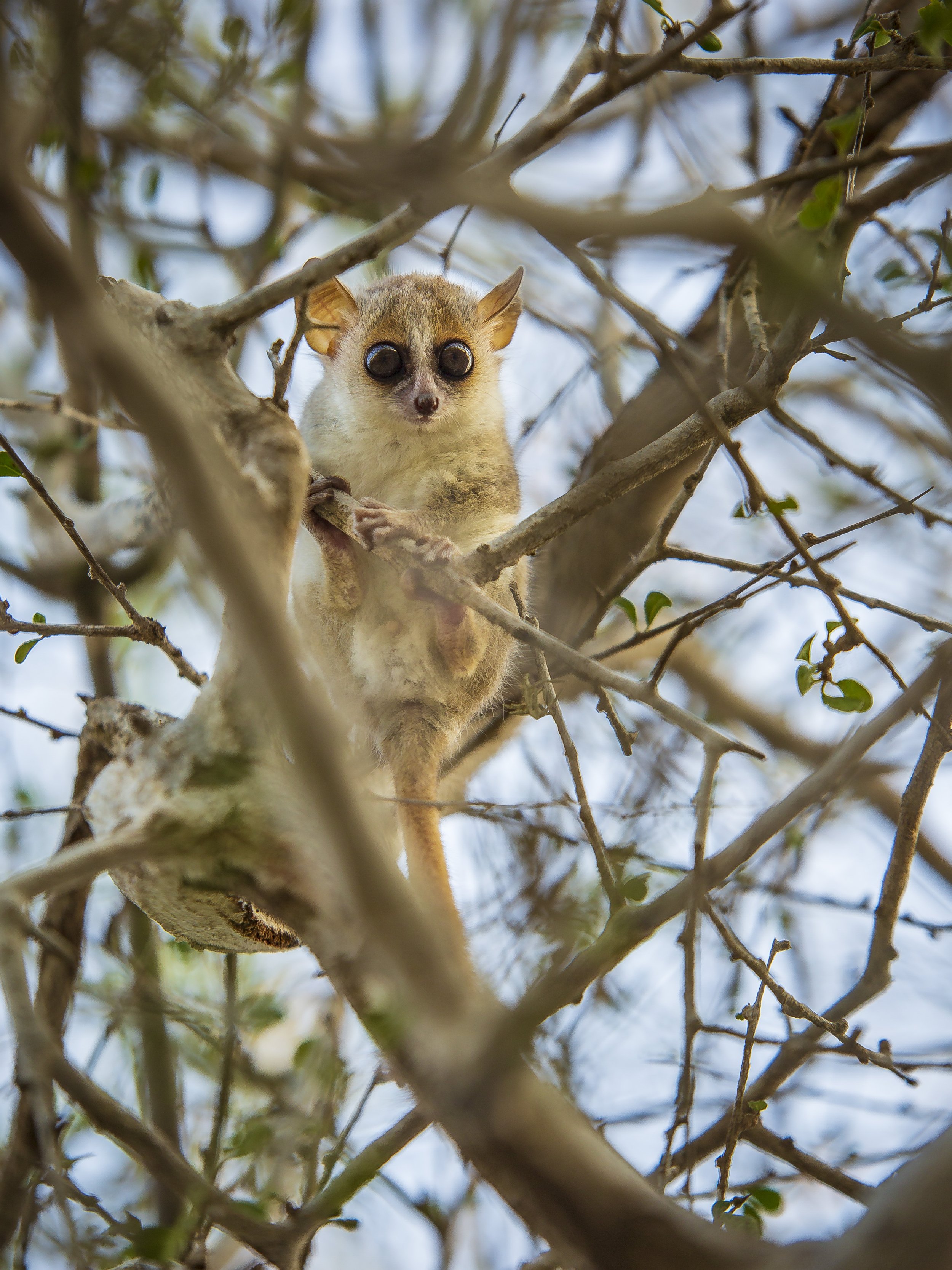 Mouse lemur