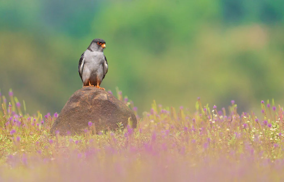 Amur falcon 