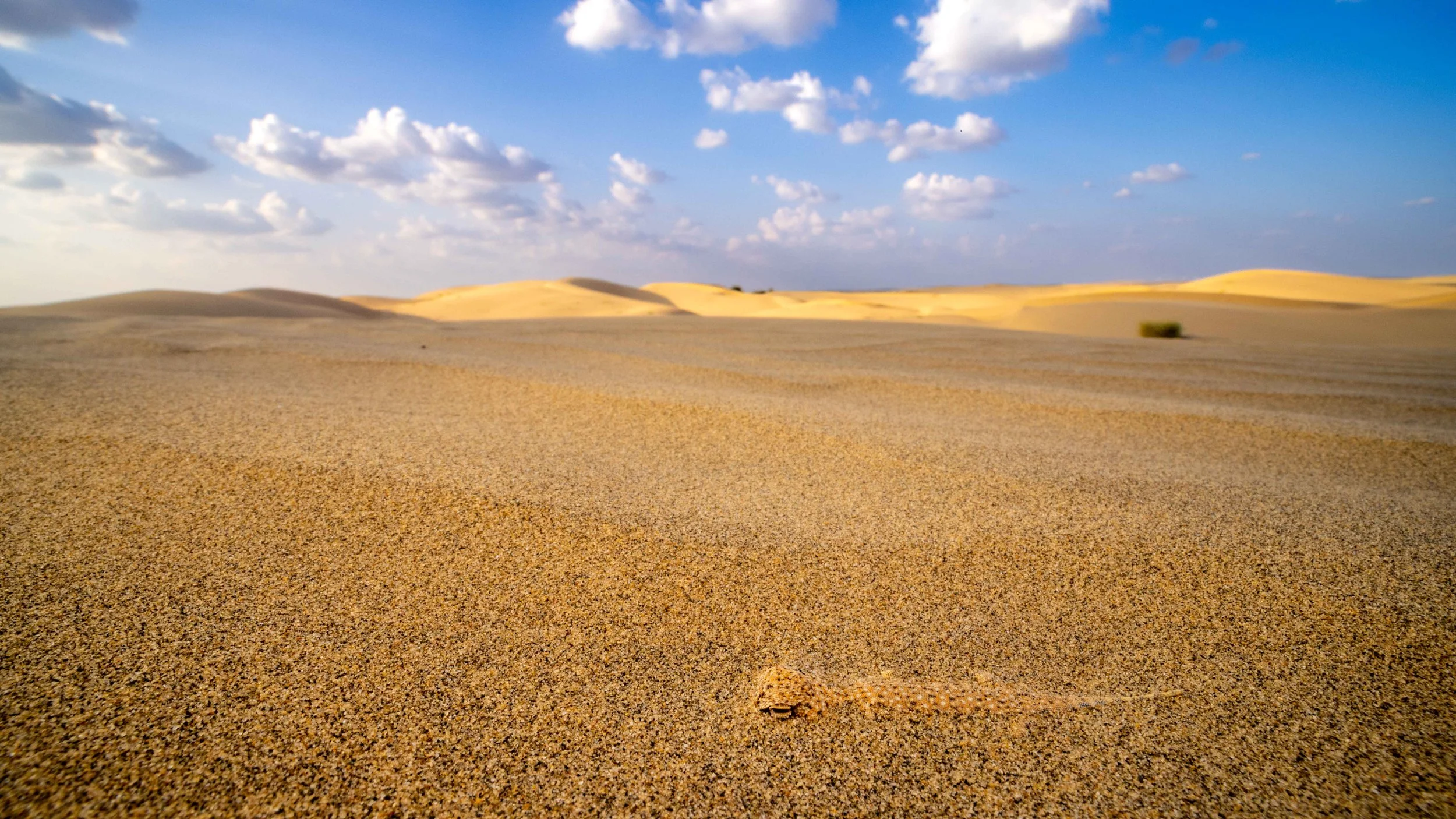 Toad-headed agama, Jaisalmer, India