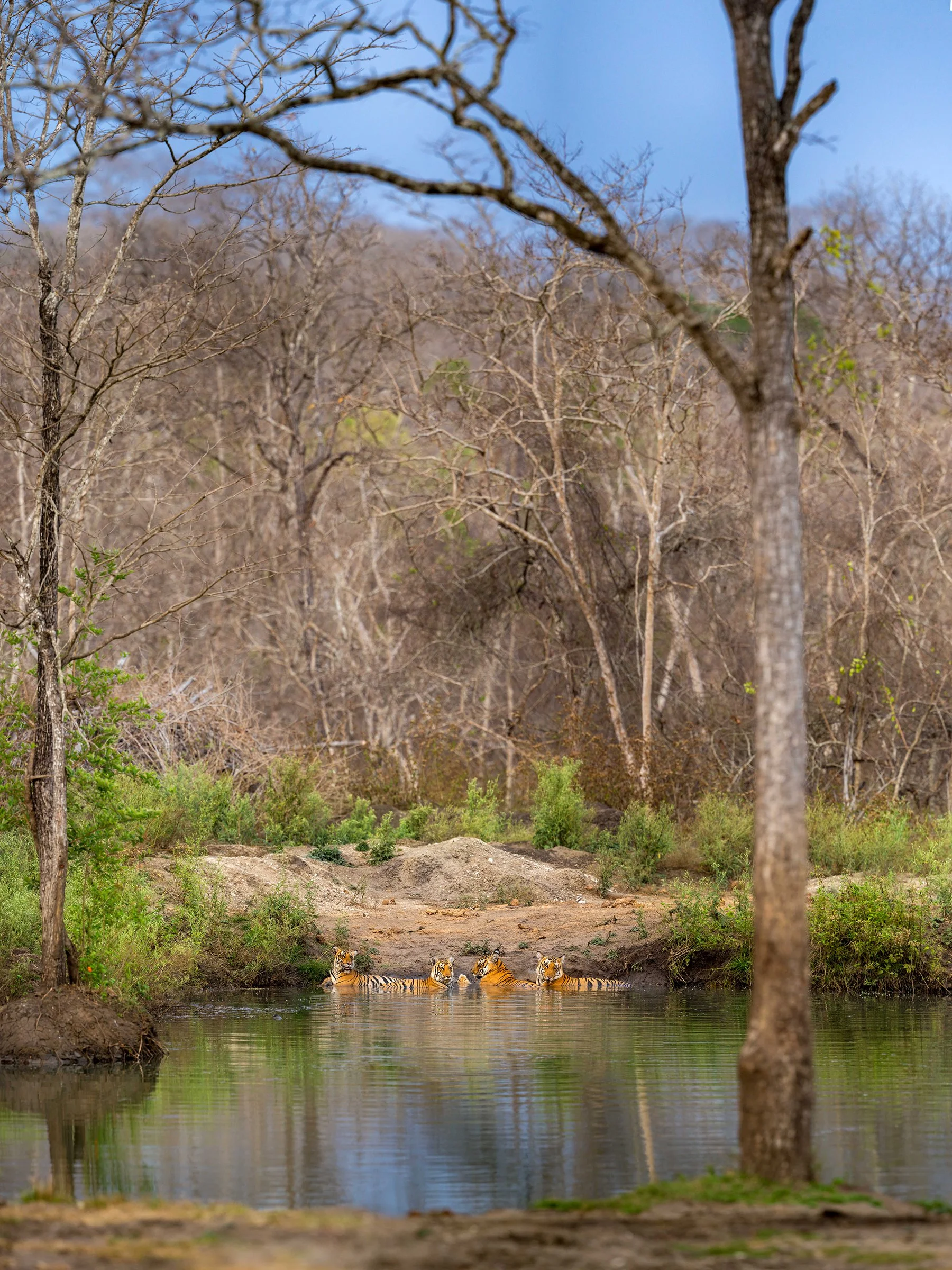 A tiger family, Nagarhole National Park, India