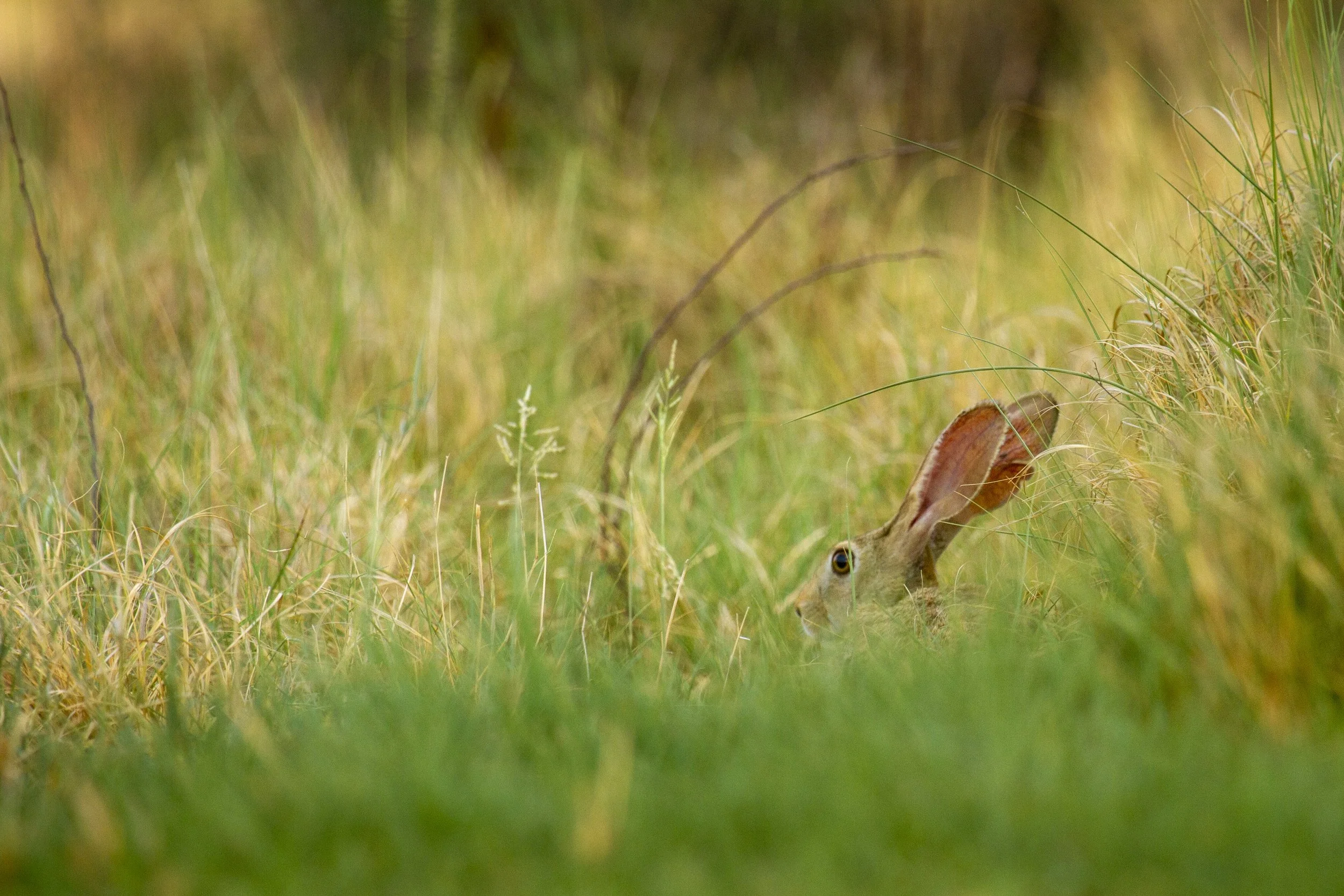 Black-naped hare