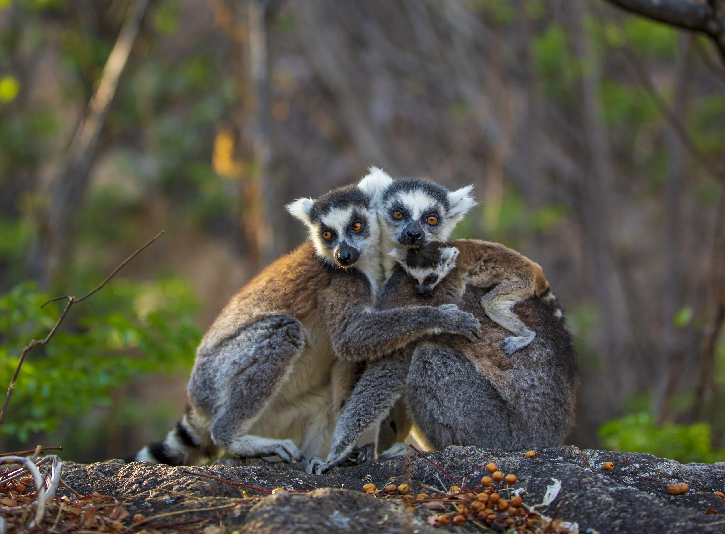 Ring-tailed lemurs