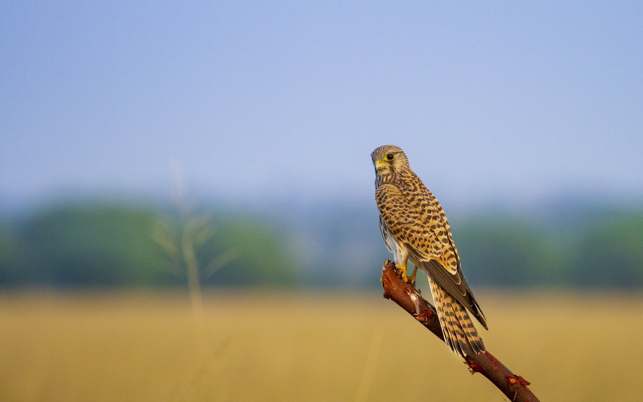 Common Kestrel 