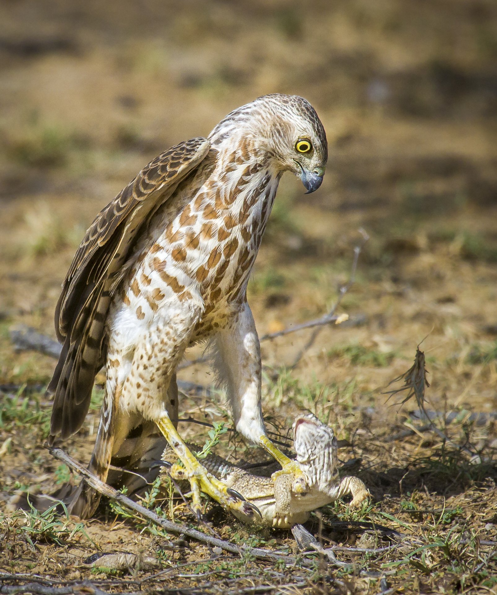 Shikra with a spiny-tailed lizard
