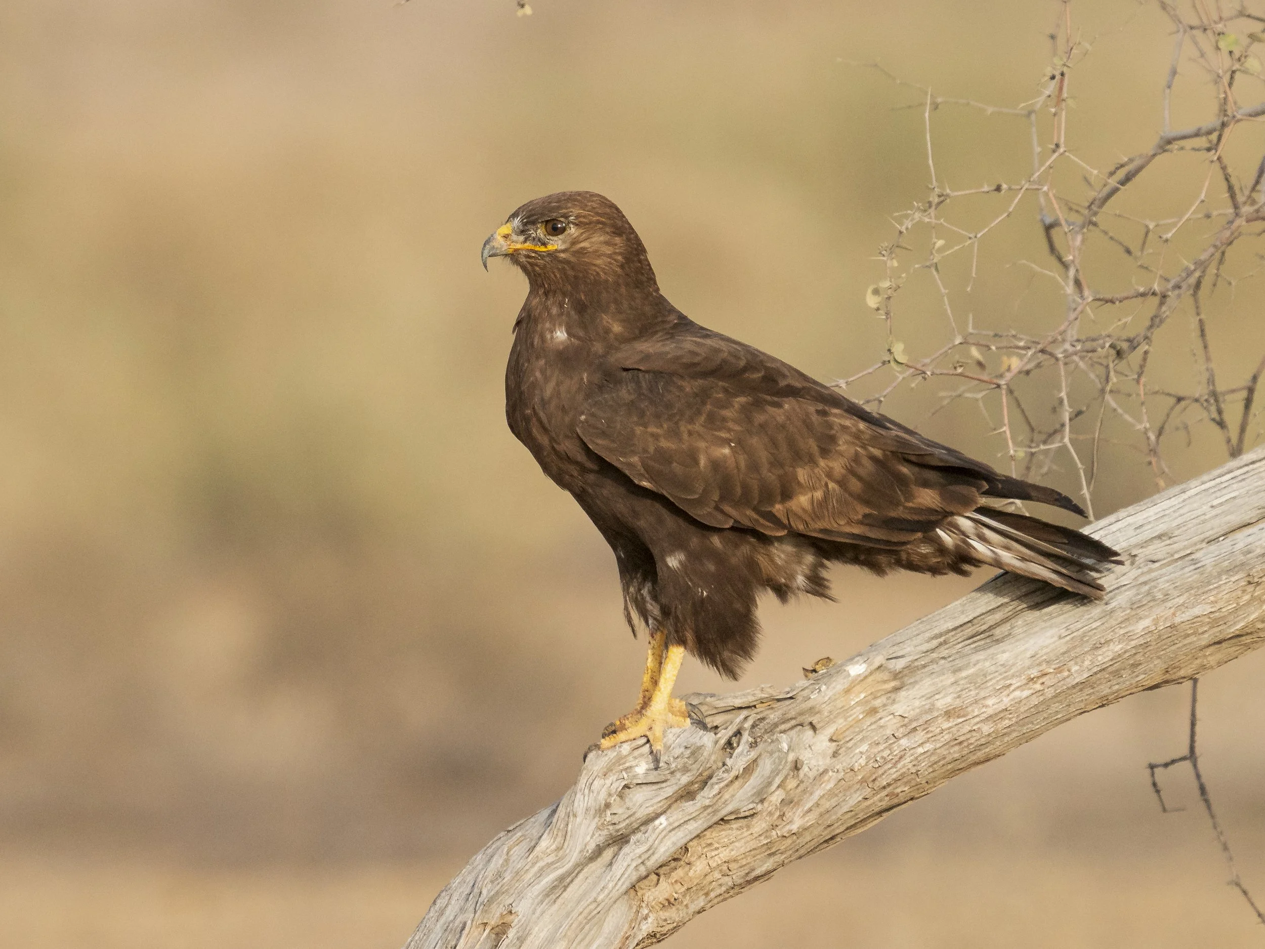 Long-legged buzzard