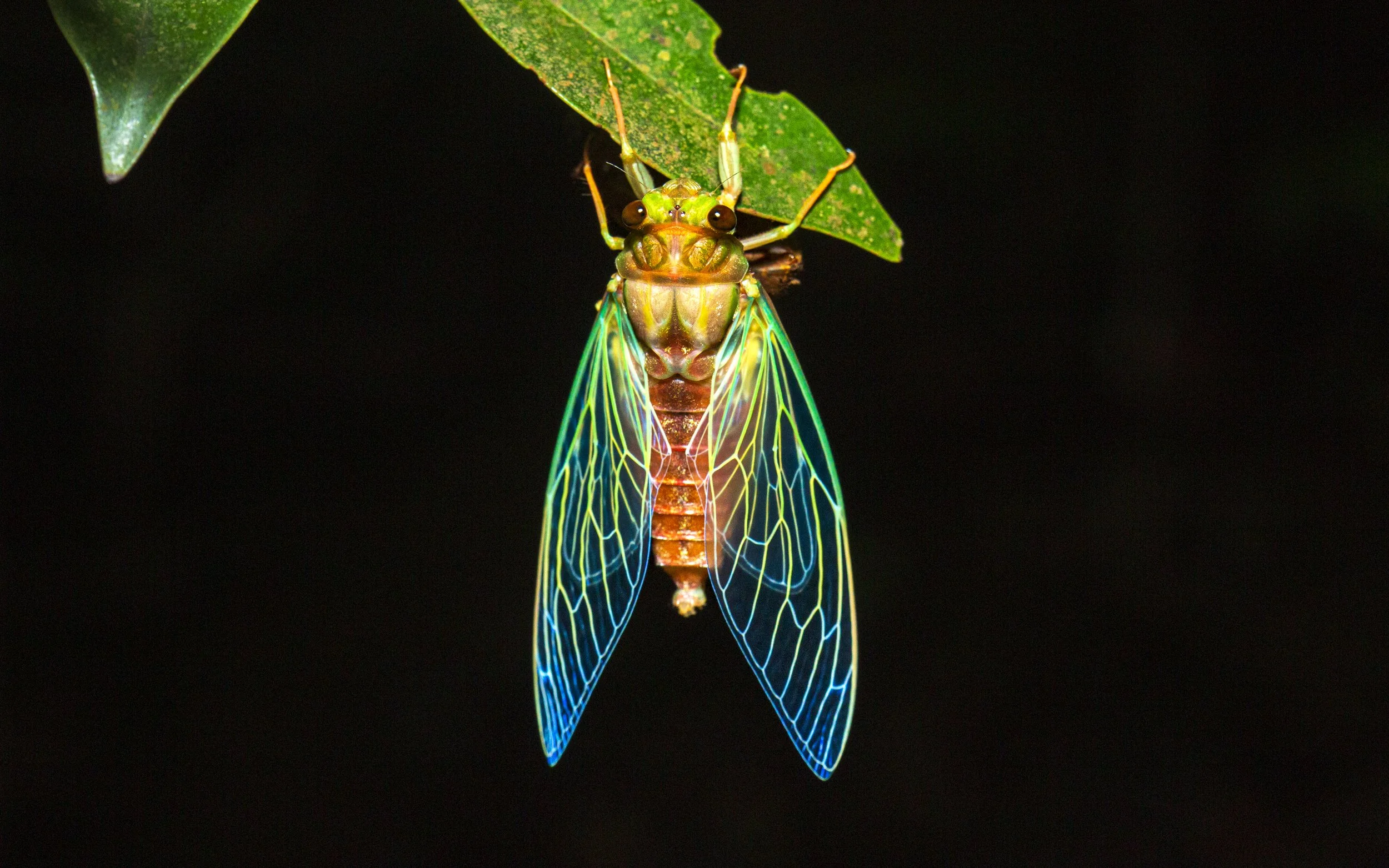 Cicada, Goa, India