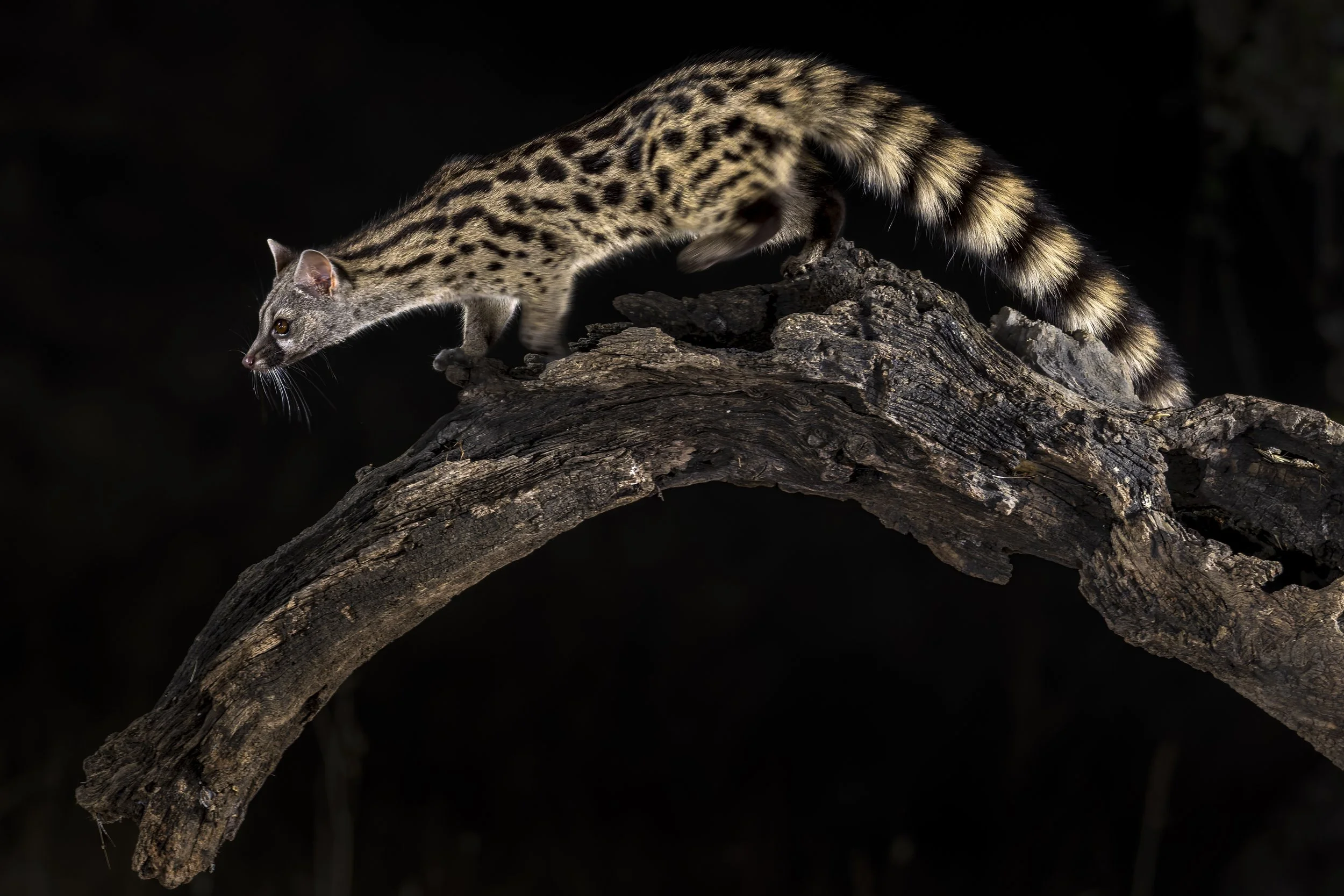 Genet