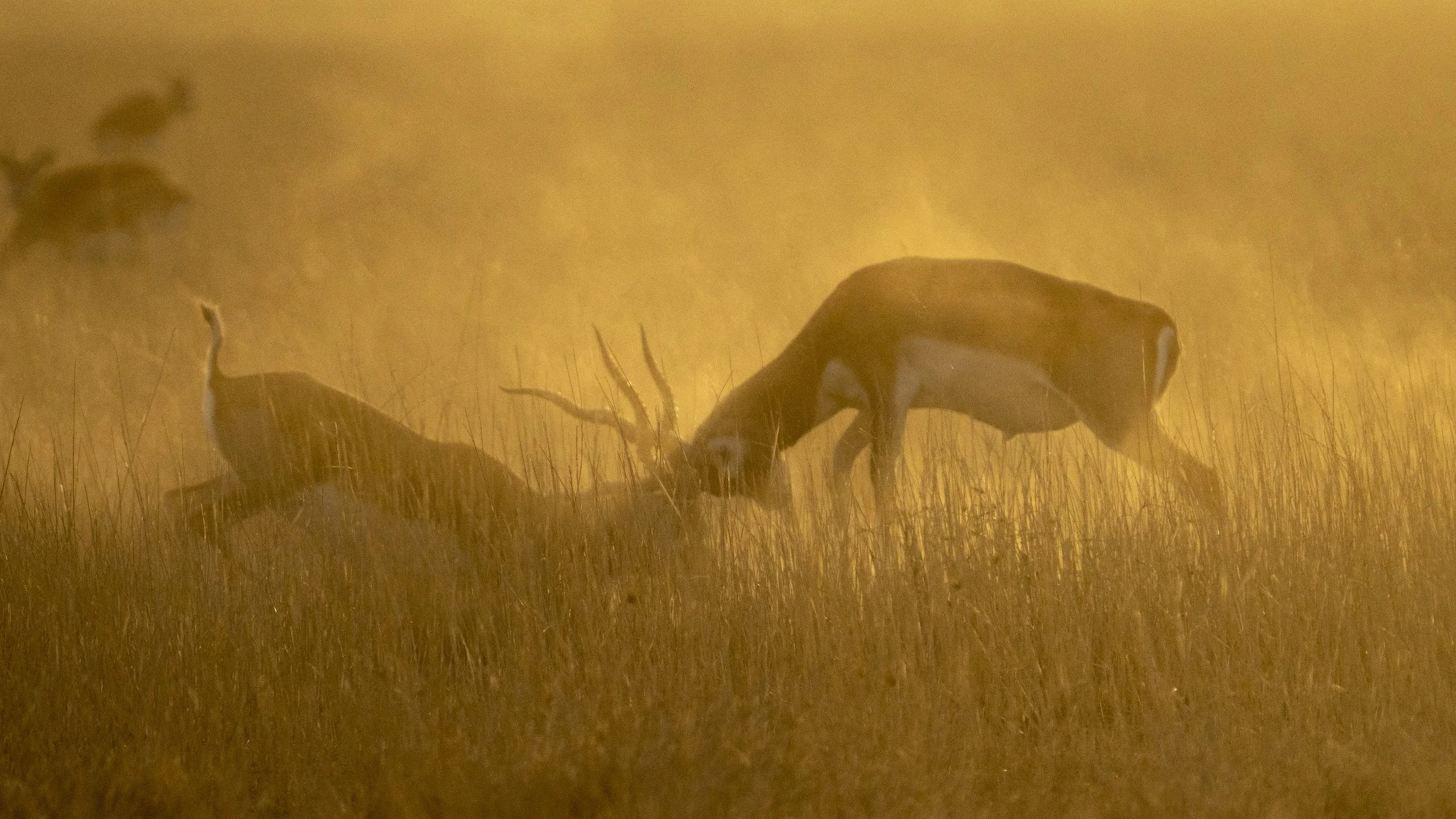 Blackbucks sparring