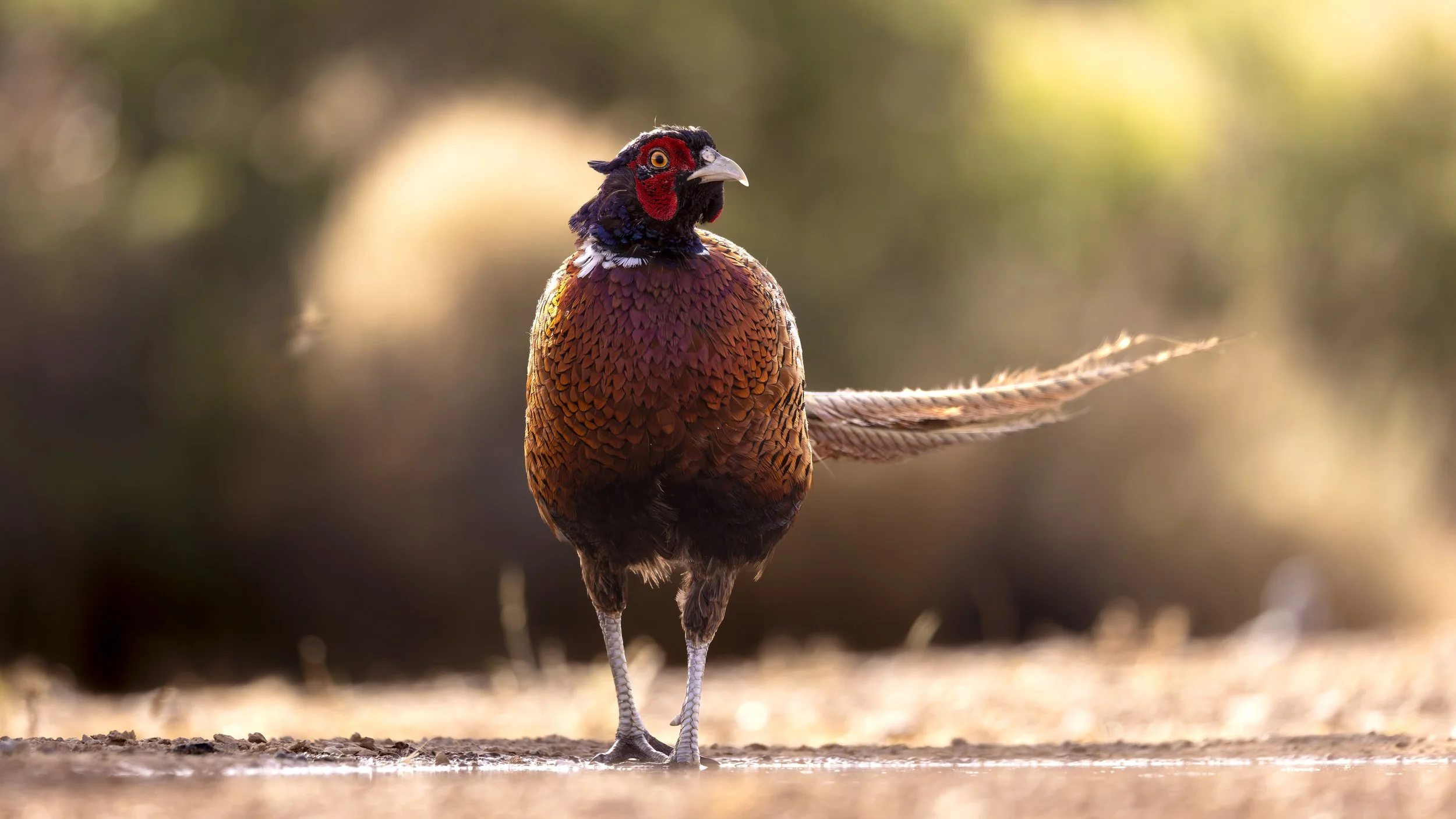 Common Phesant