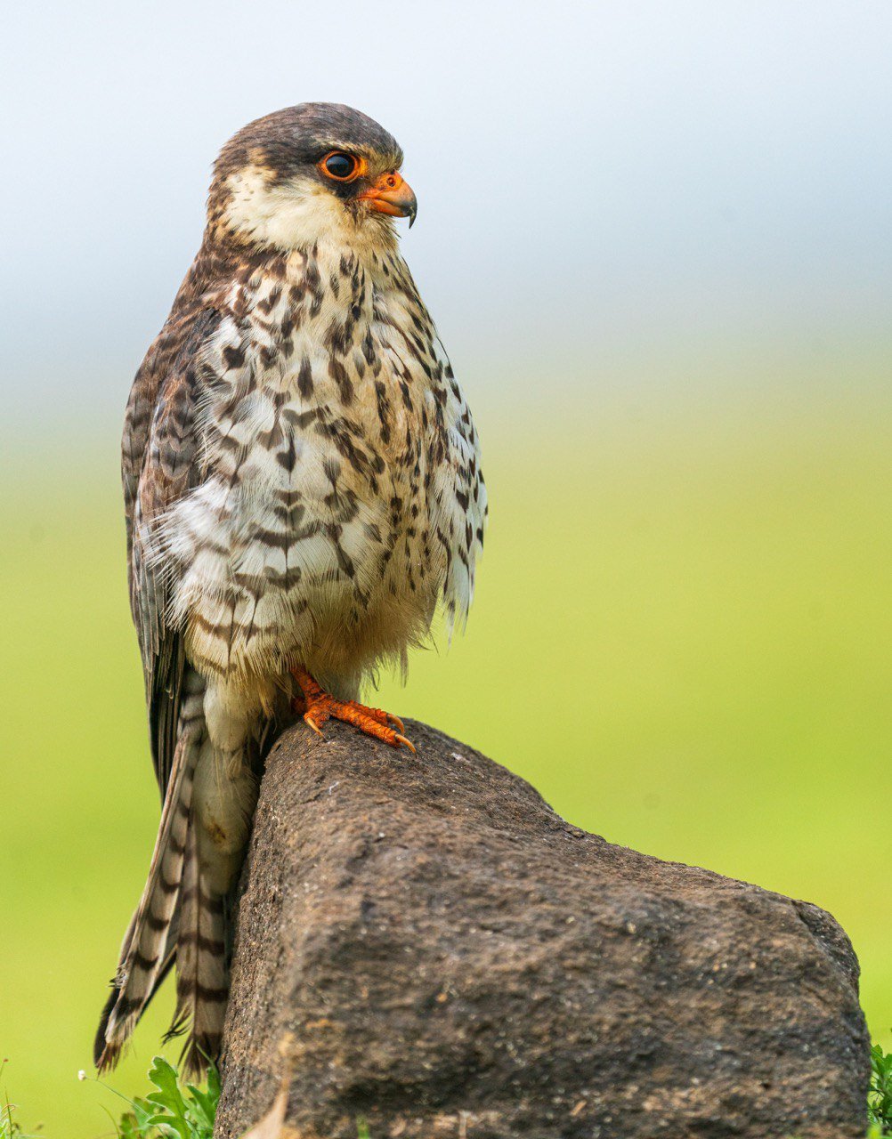 Amur falcon