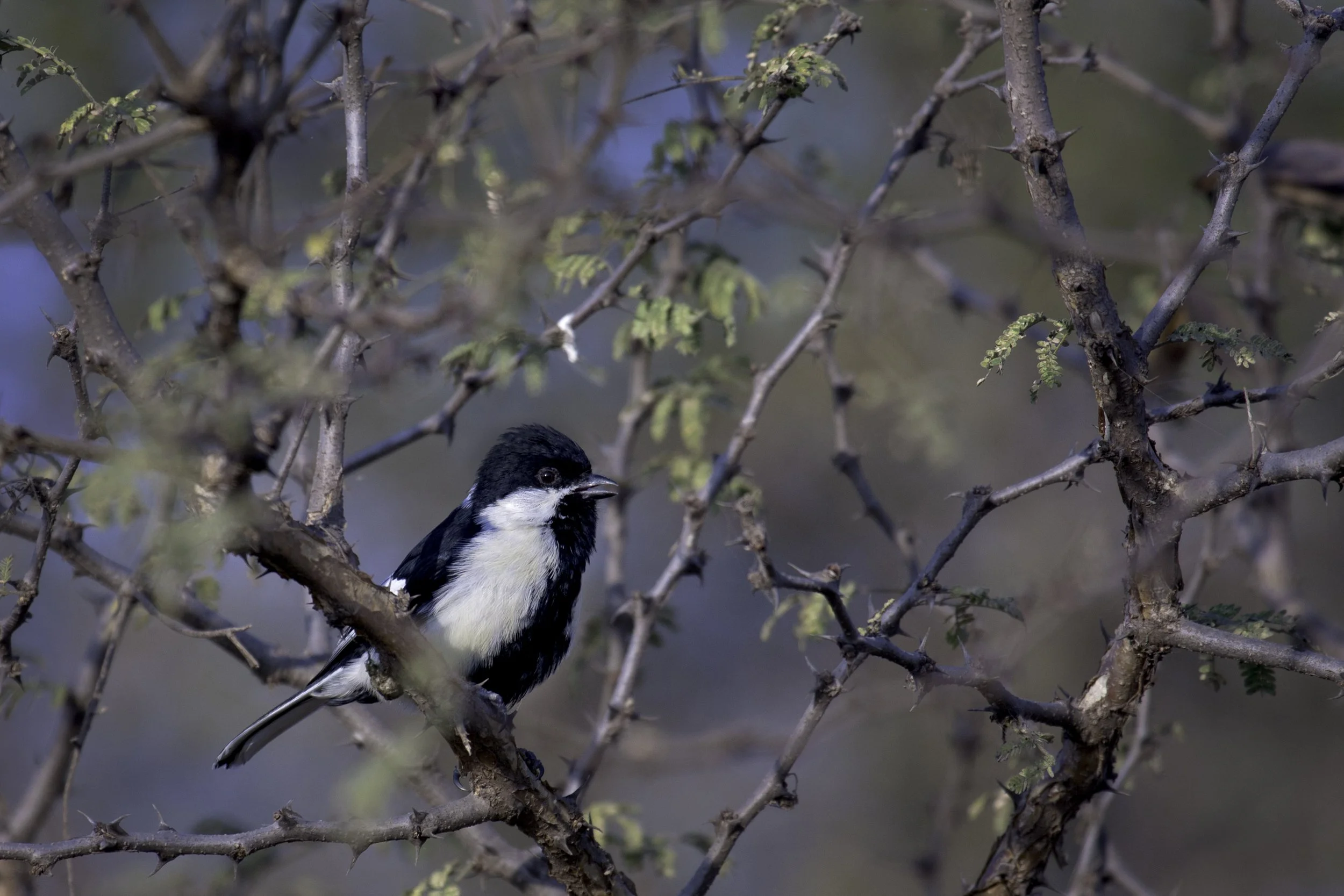 White-naped tit