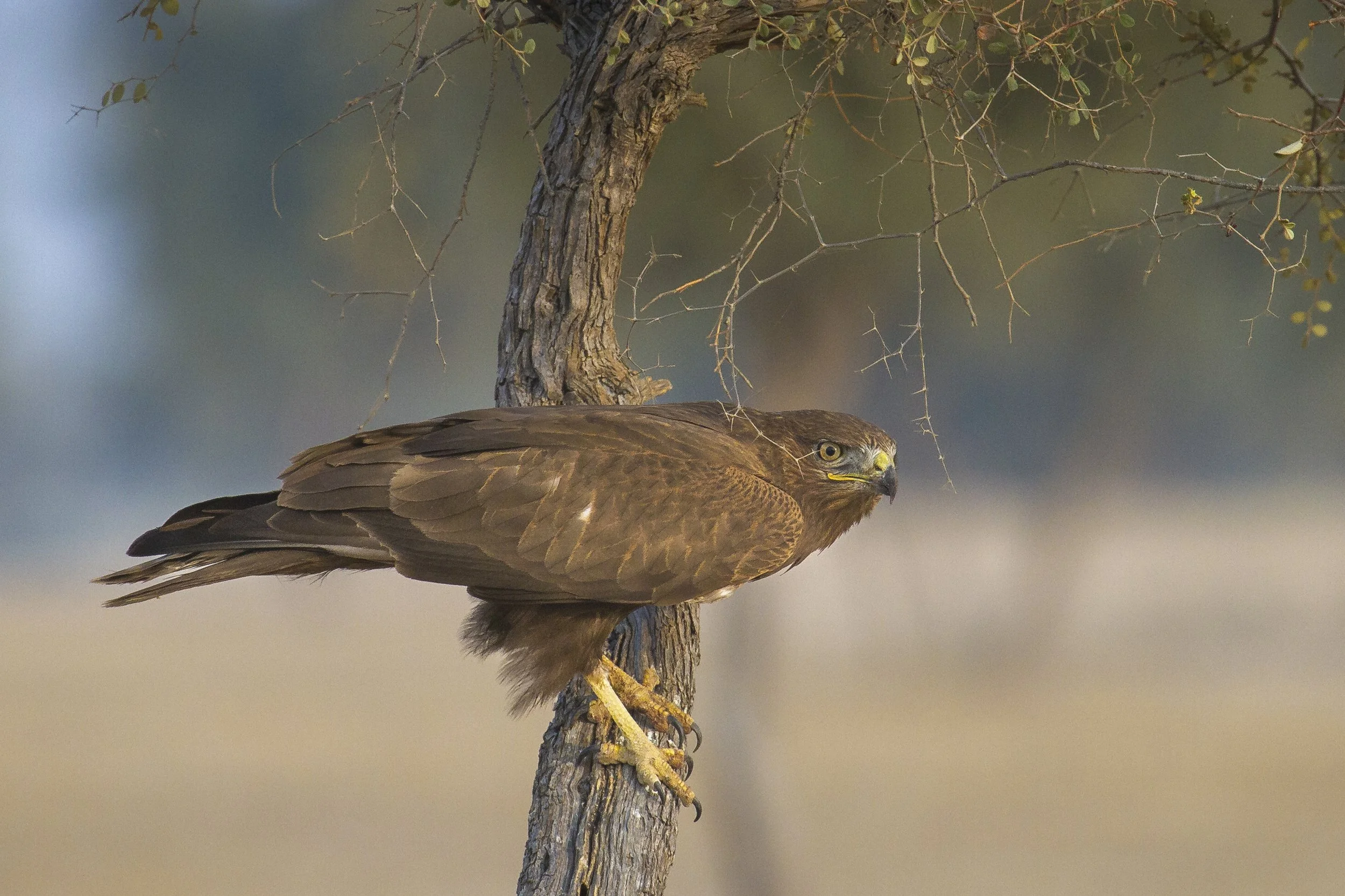Long-legged buzzard