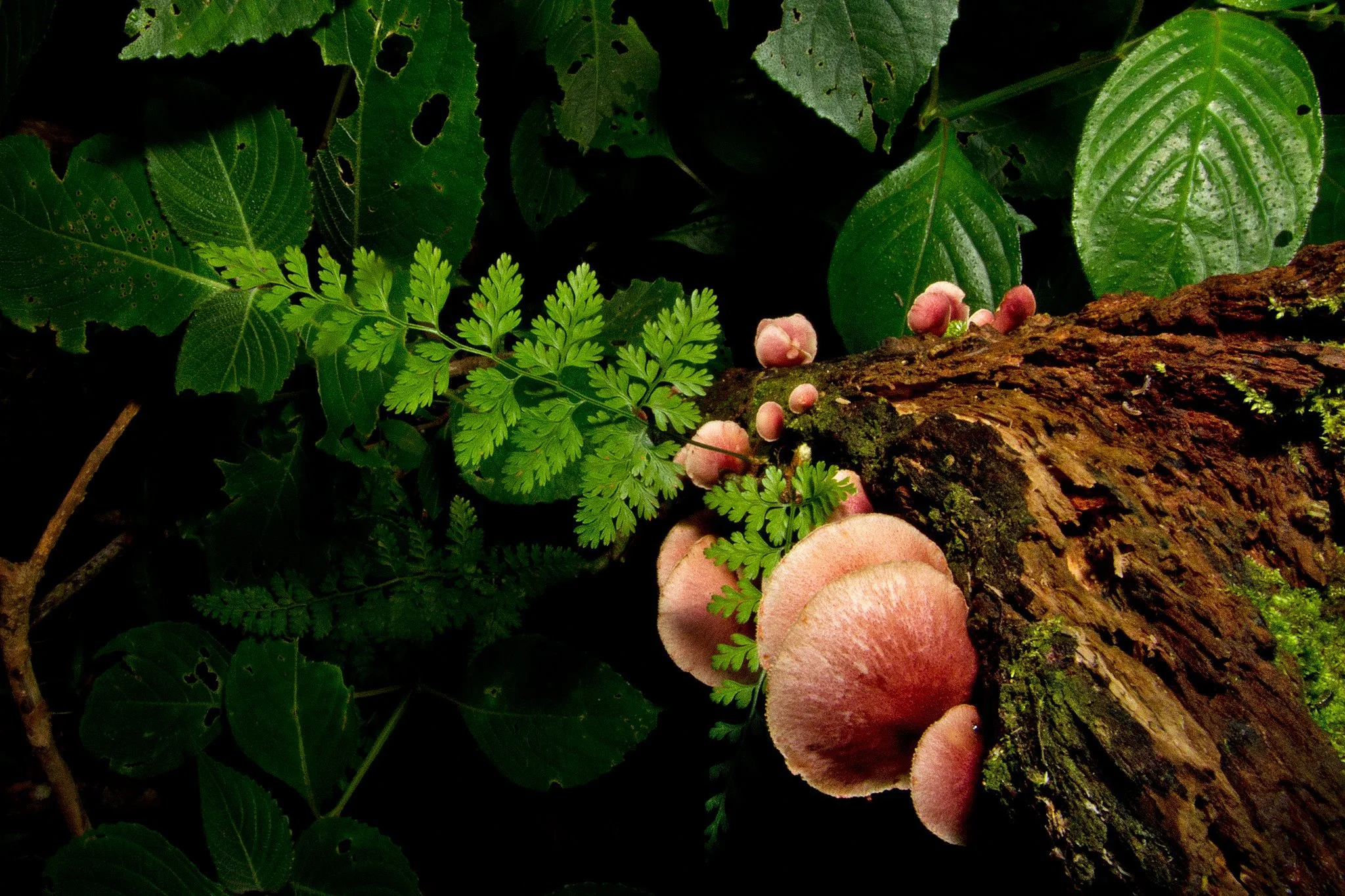 Ferns and fungi, Agumbe, India