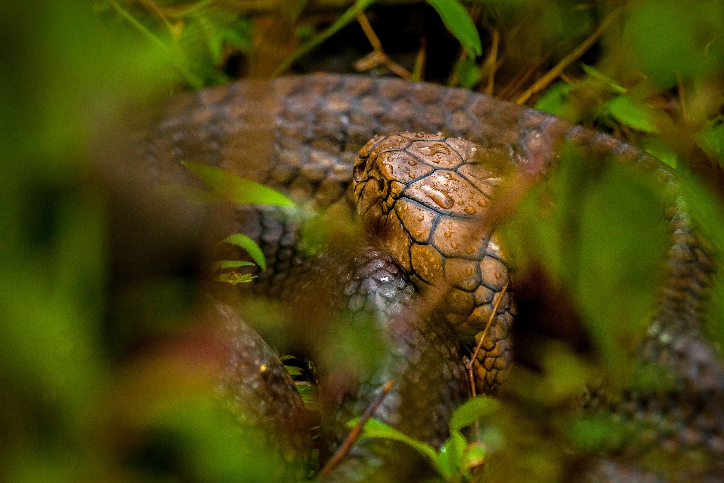 King Cobra, Agumbe, India 