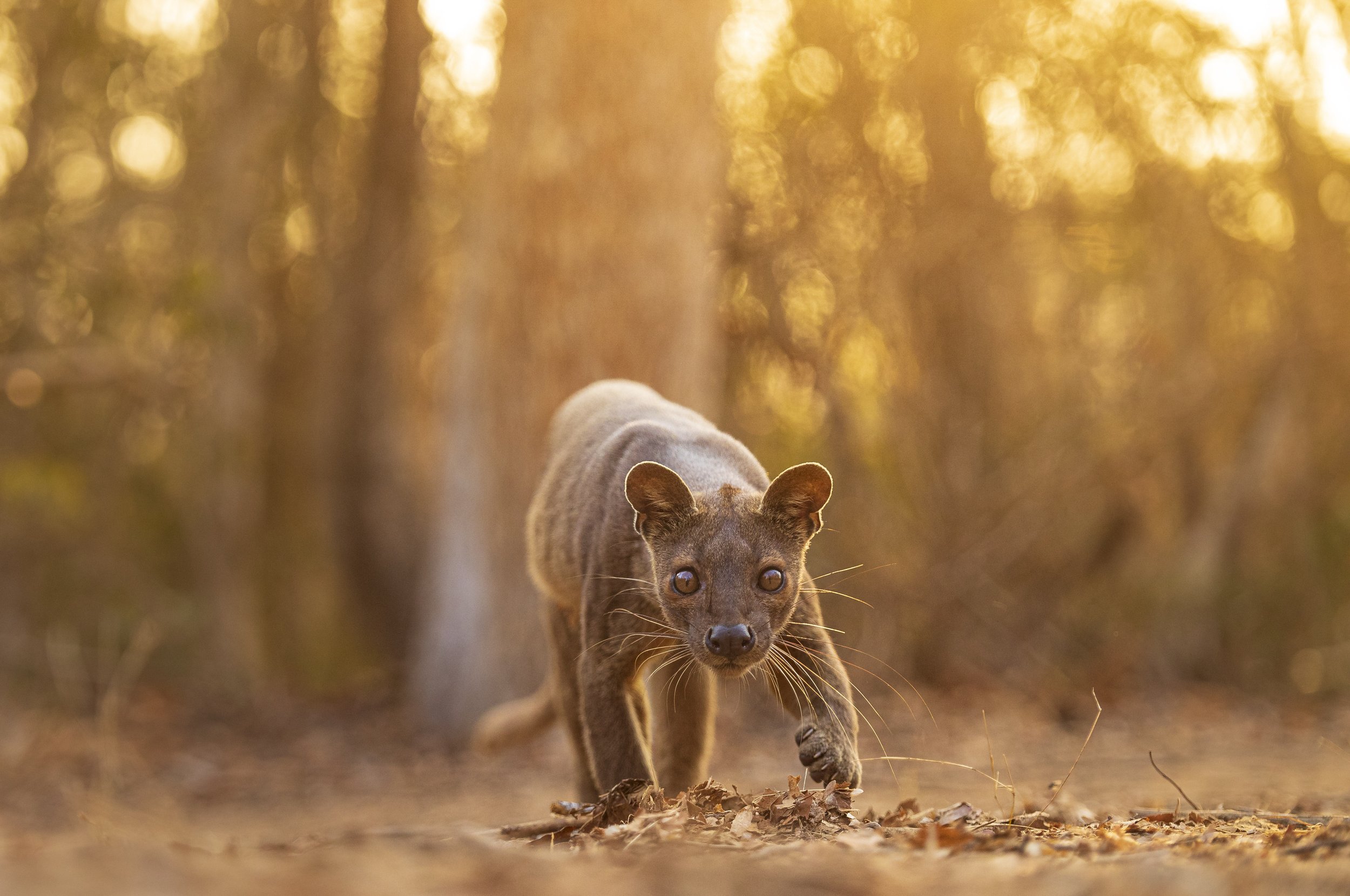 Fossa, Madagascar