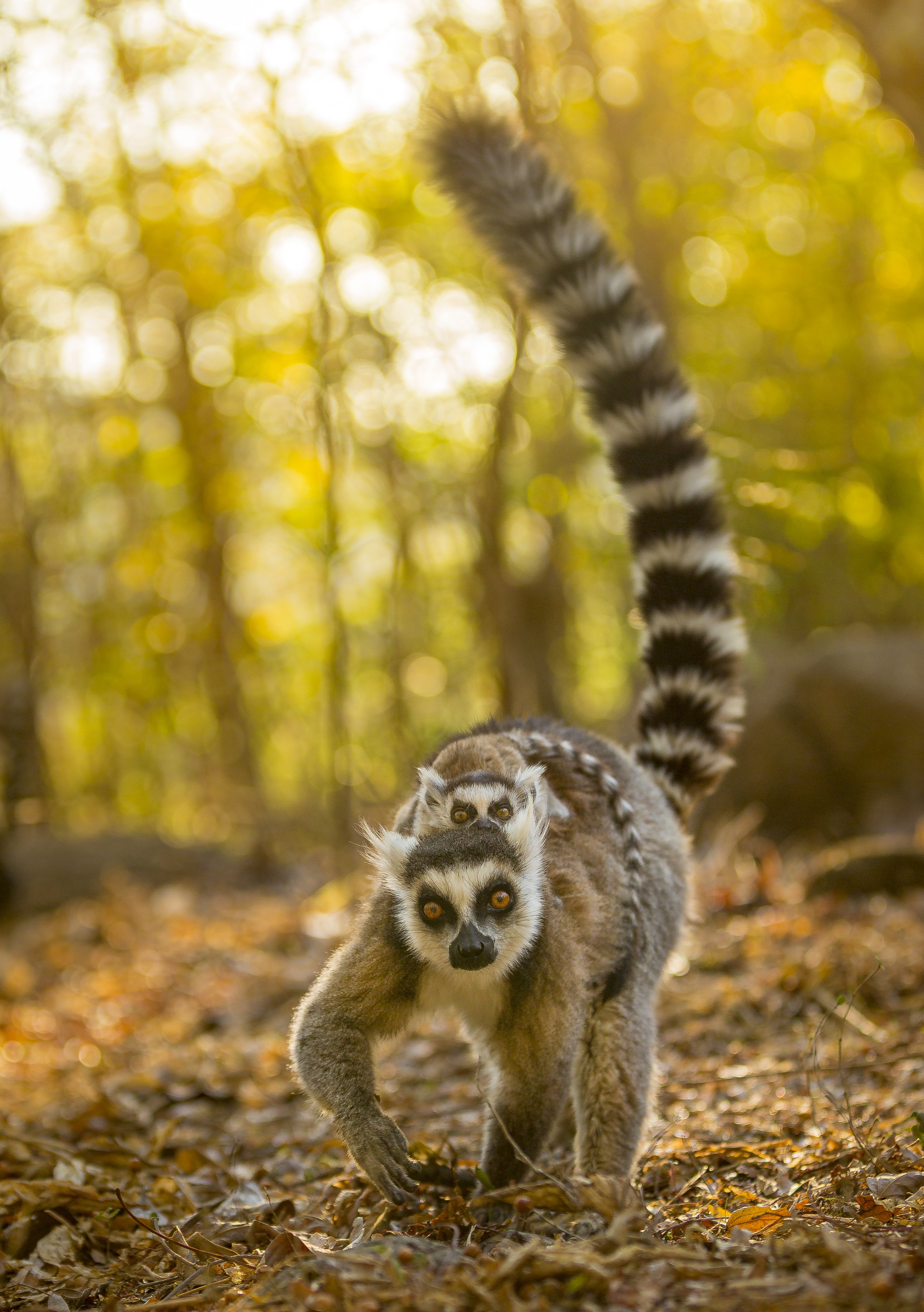 Ring-tailed lemur