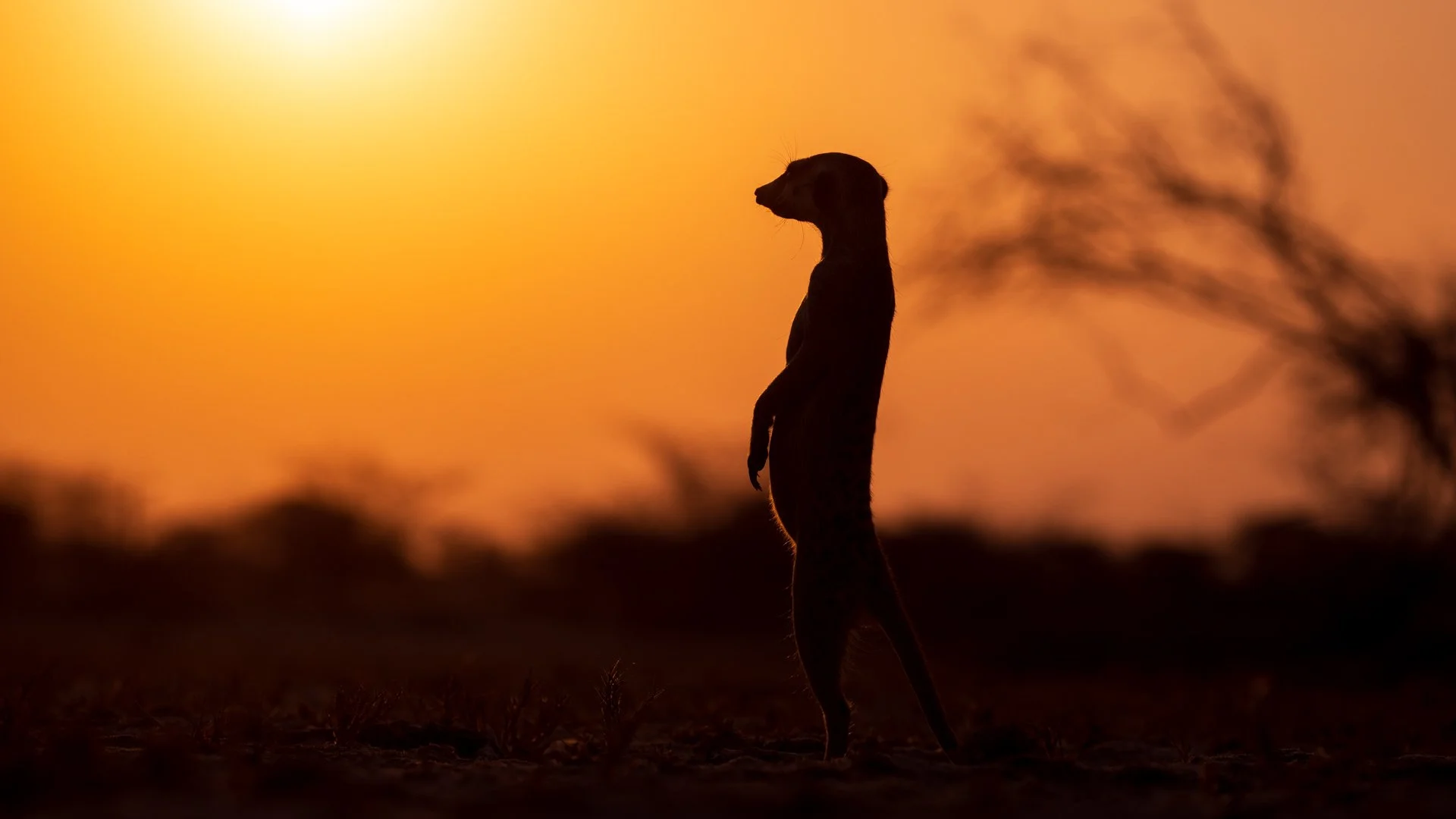 Meerkat, Nwetwe Pan, Botswana
