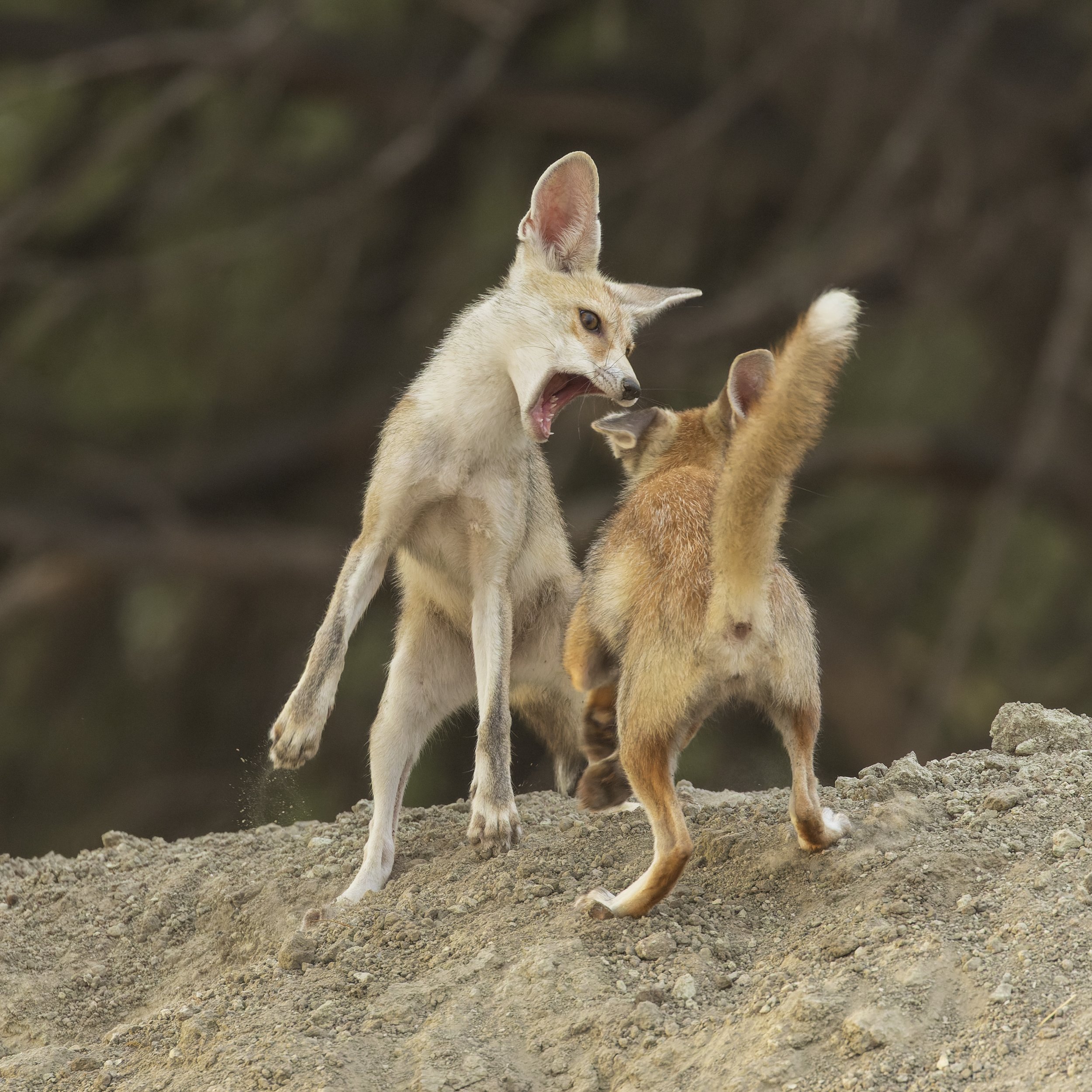 Desert fox pups playing
