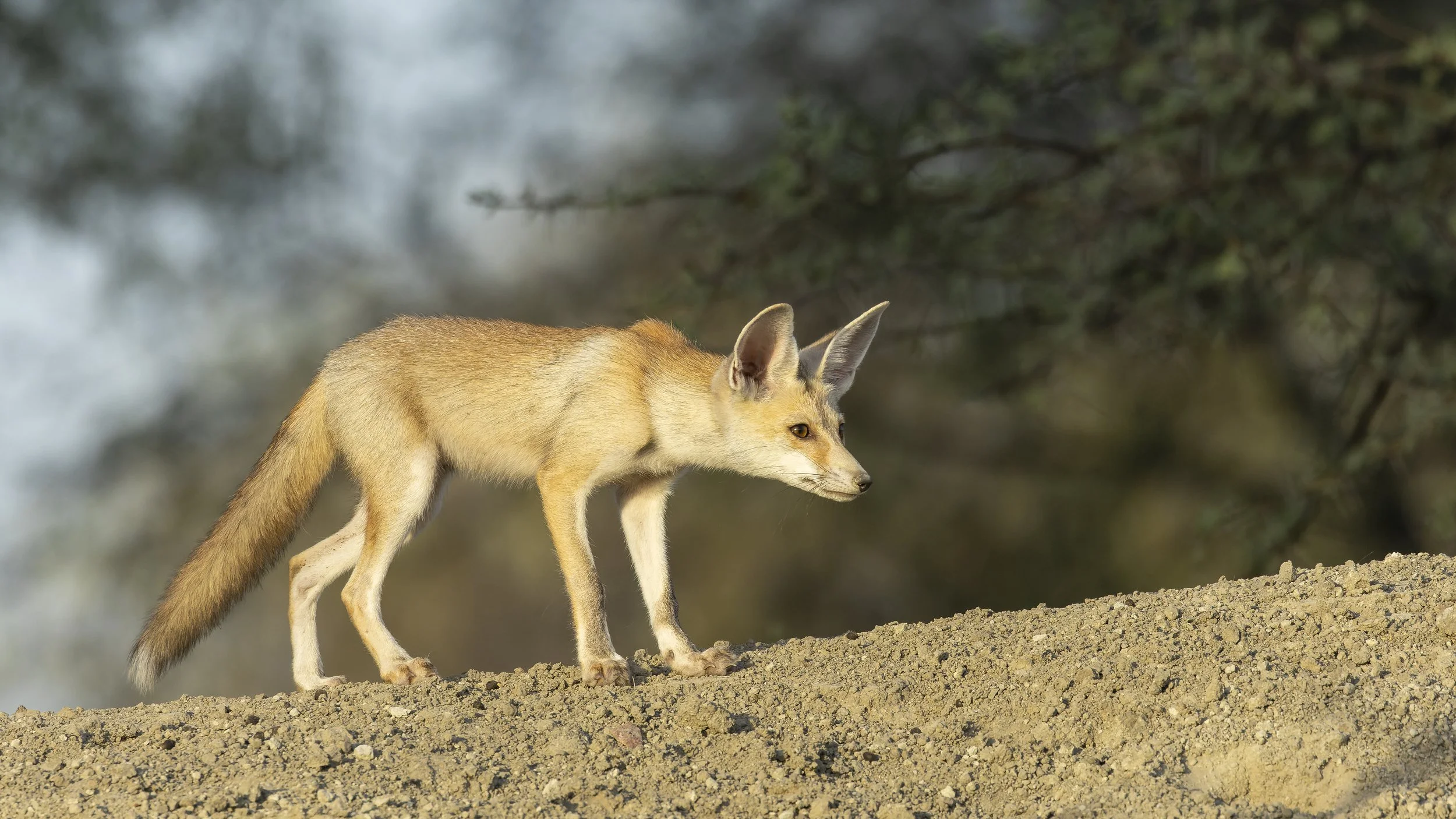 Desert fox