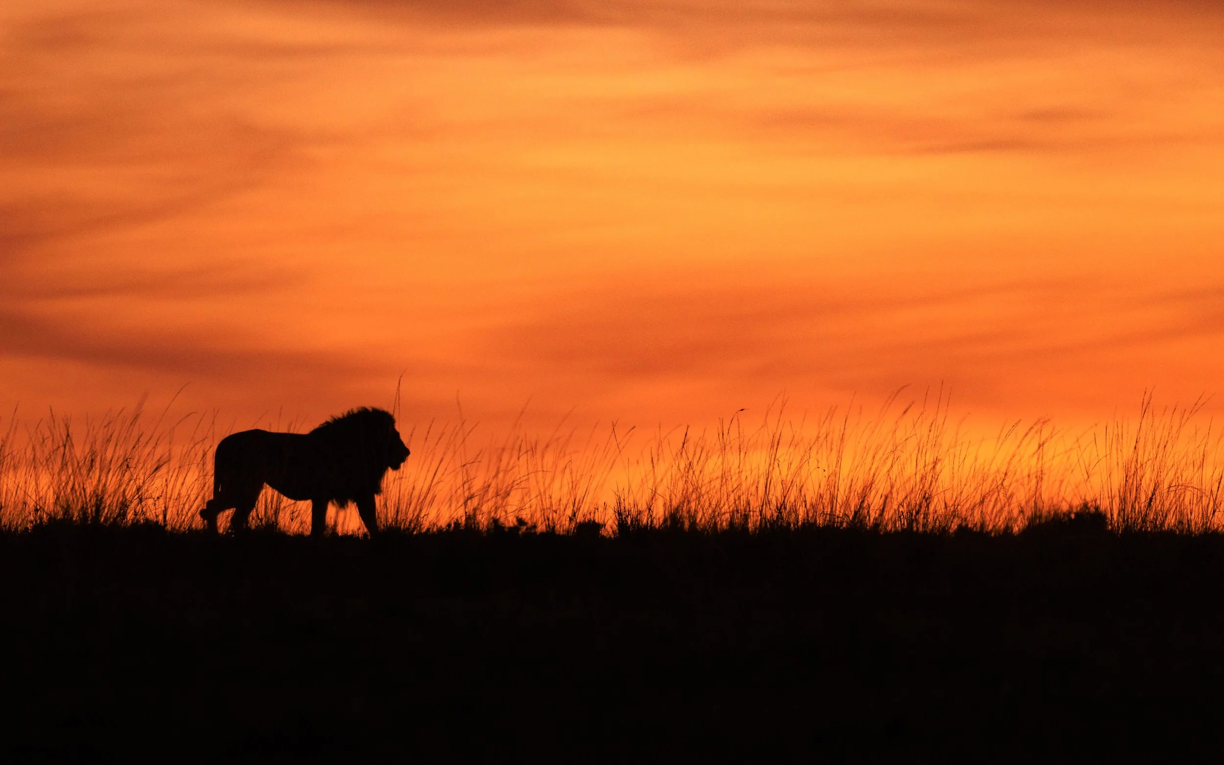 Lion, Masai Mara, Kenya 