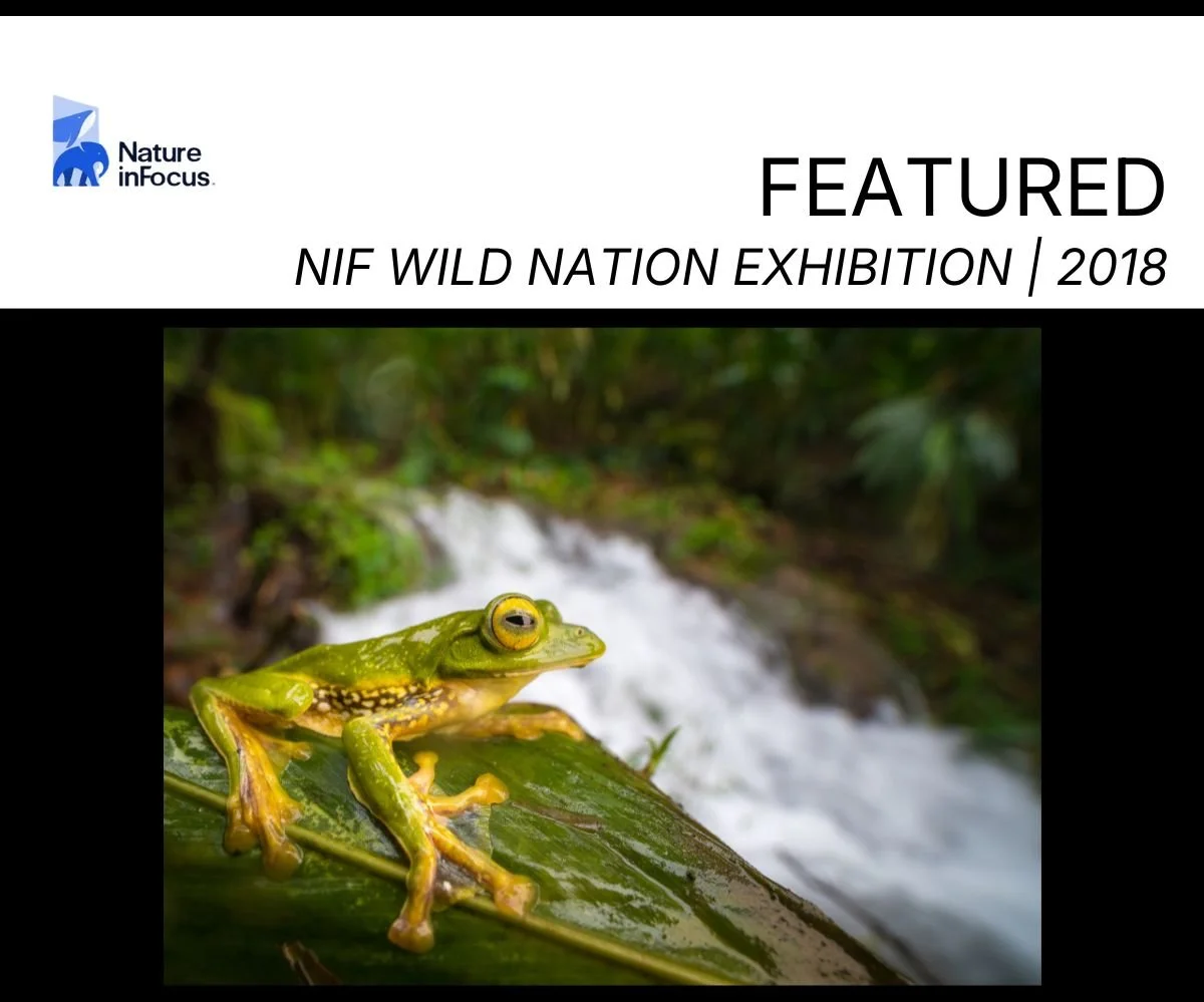 Copy of NIF Desert Fox (2).jpg