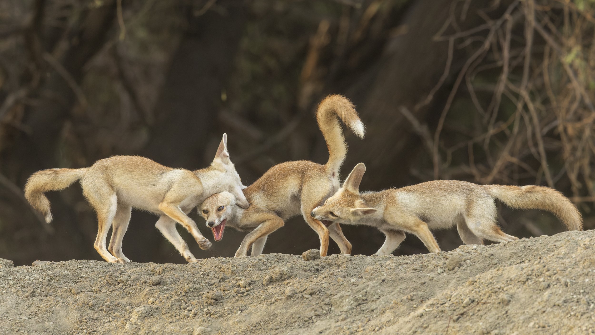 Desert fox pups playing